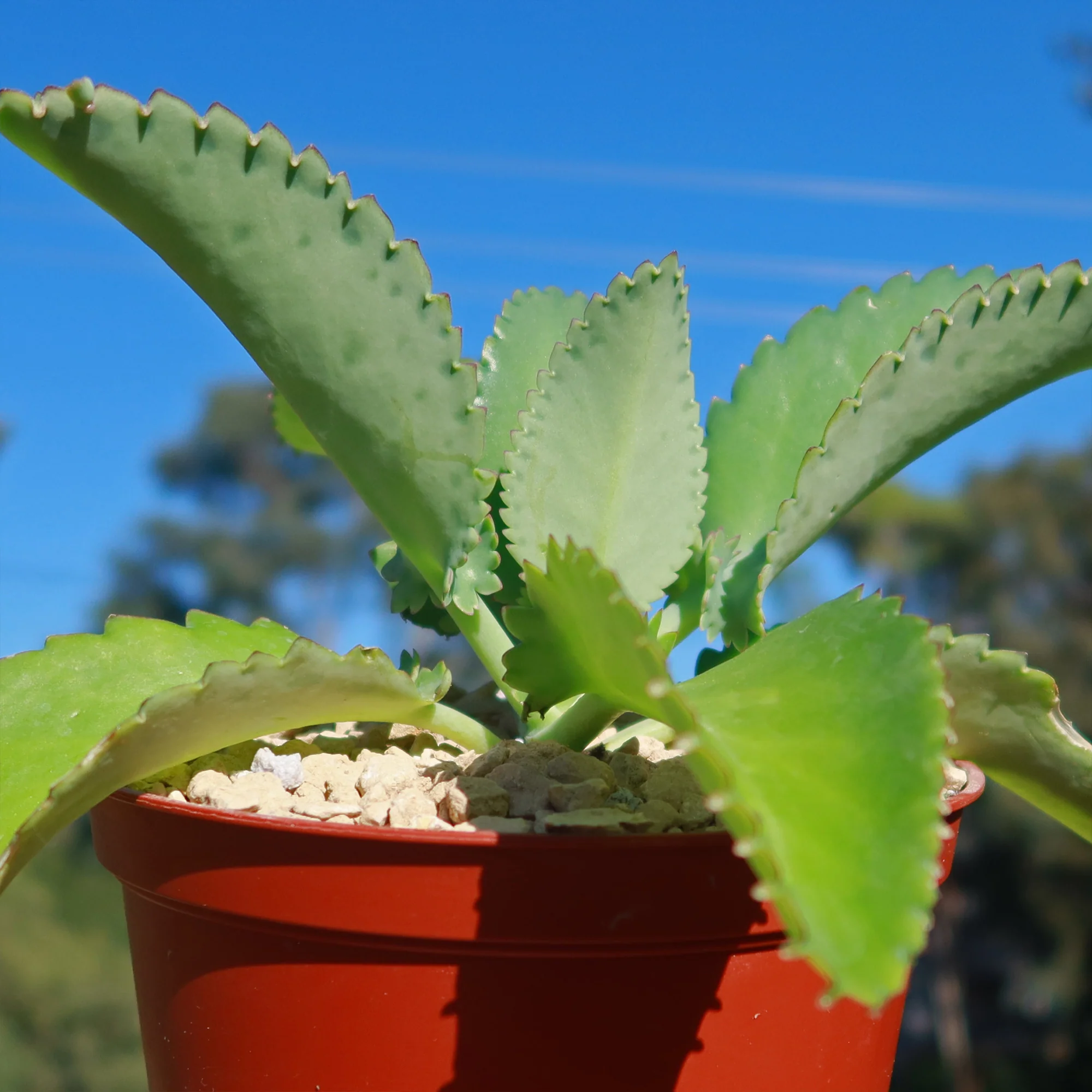 Mother of Thousands Plant 'Kalanchoe laetivirens'