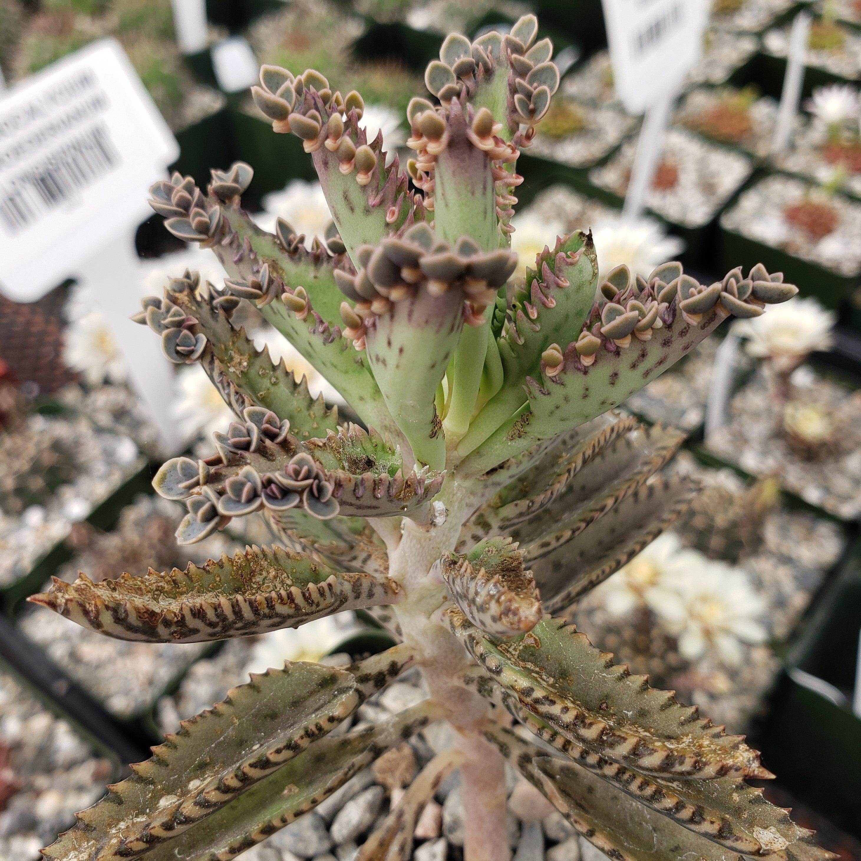 Hybrid Mother of Millions ��Kalanchoe houghtonii��
