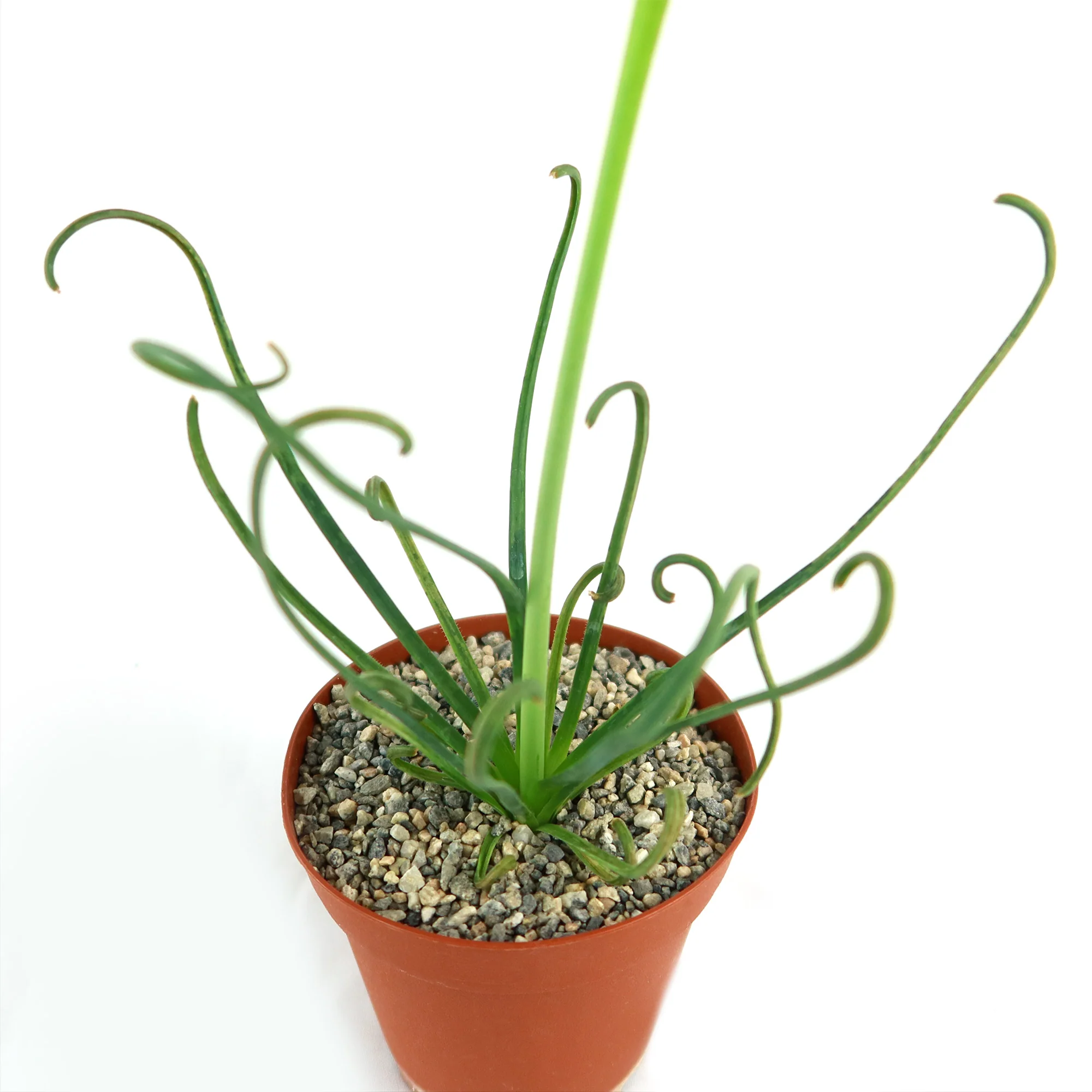 Frizzle Sizzle Plant - Albuca spiralis