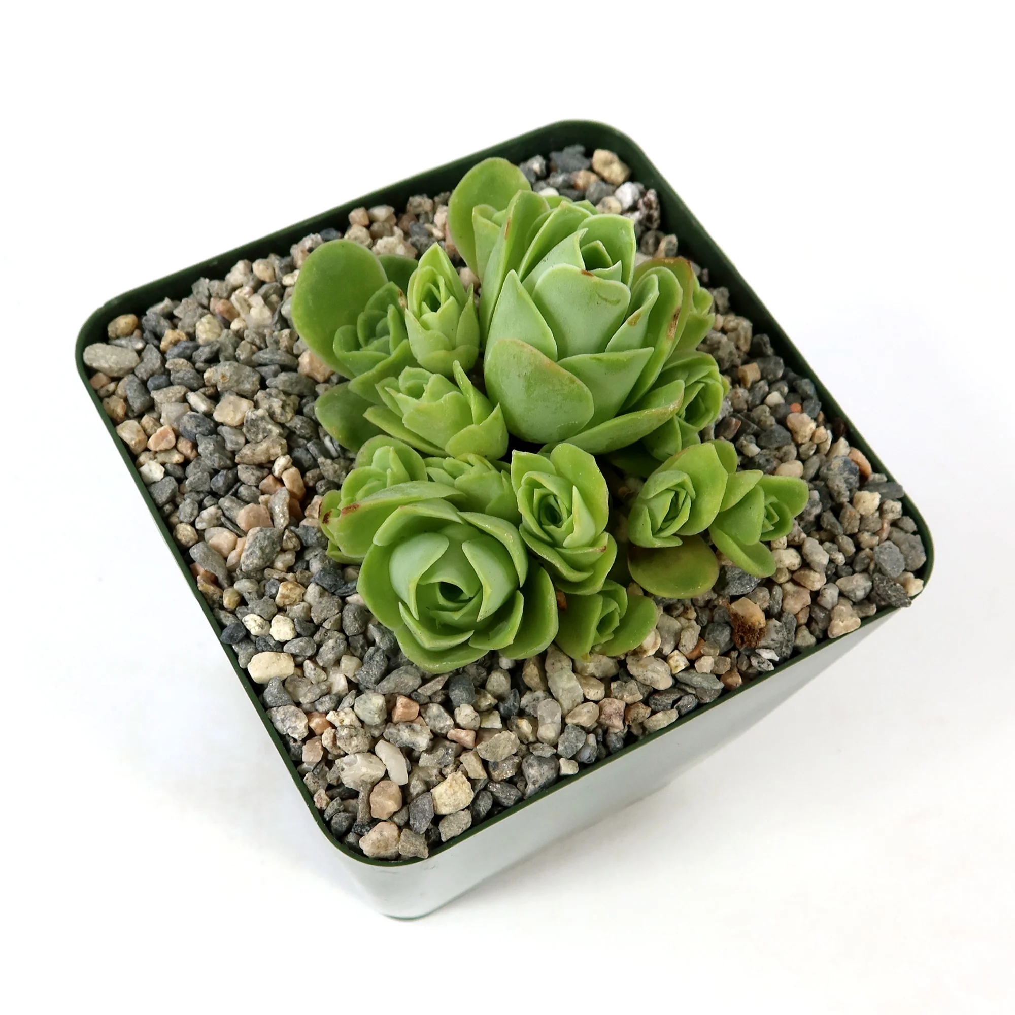 Mountain Rose Succulent ��Aeonium dodrantale�� (Greenovia dodrantalis)