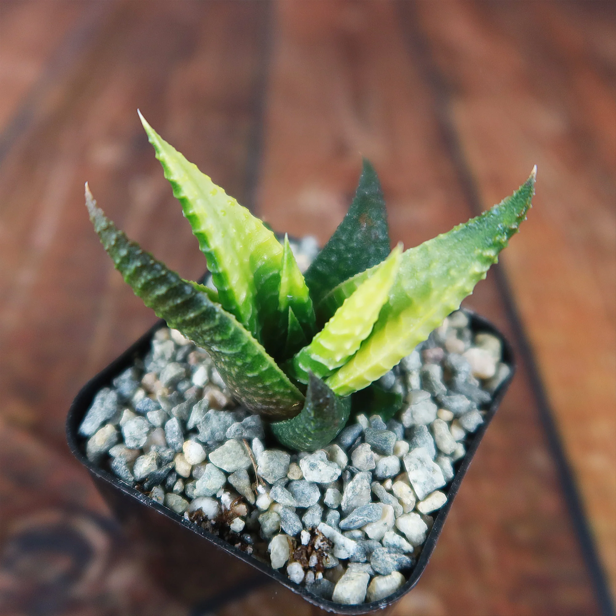 Haworthia limifolia variegata