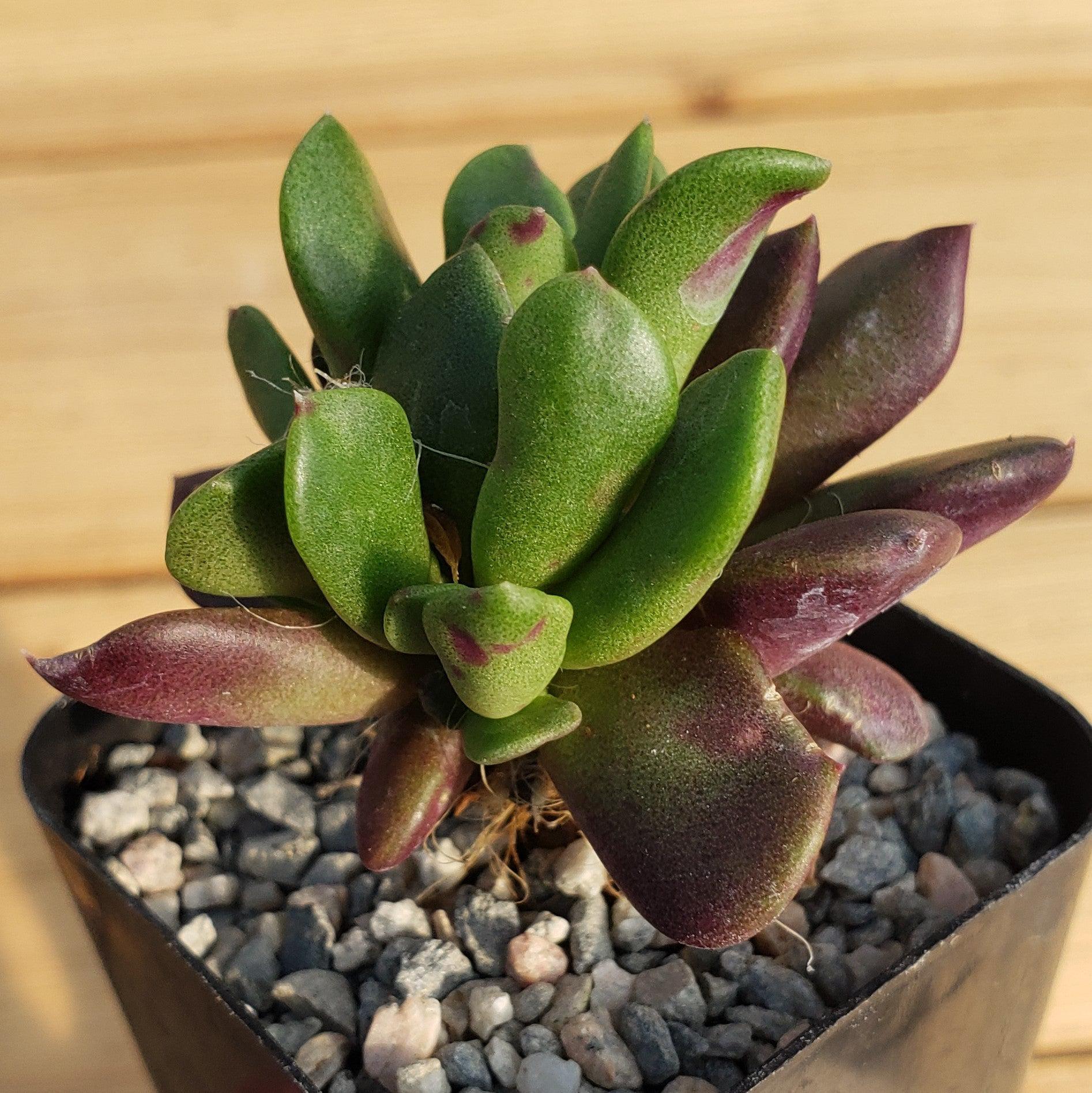 'Sand Rose Succulent - Anacampseros rufescens'