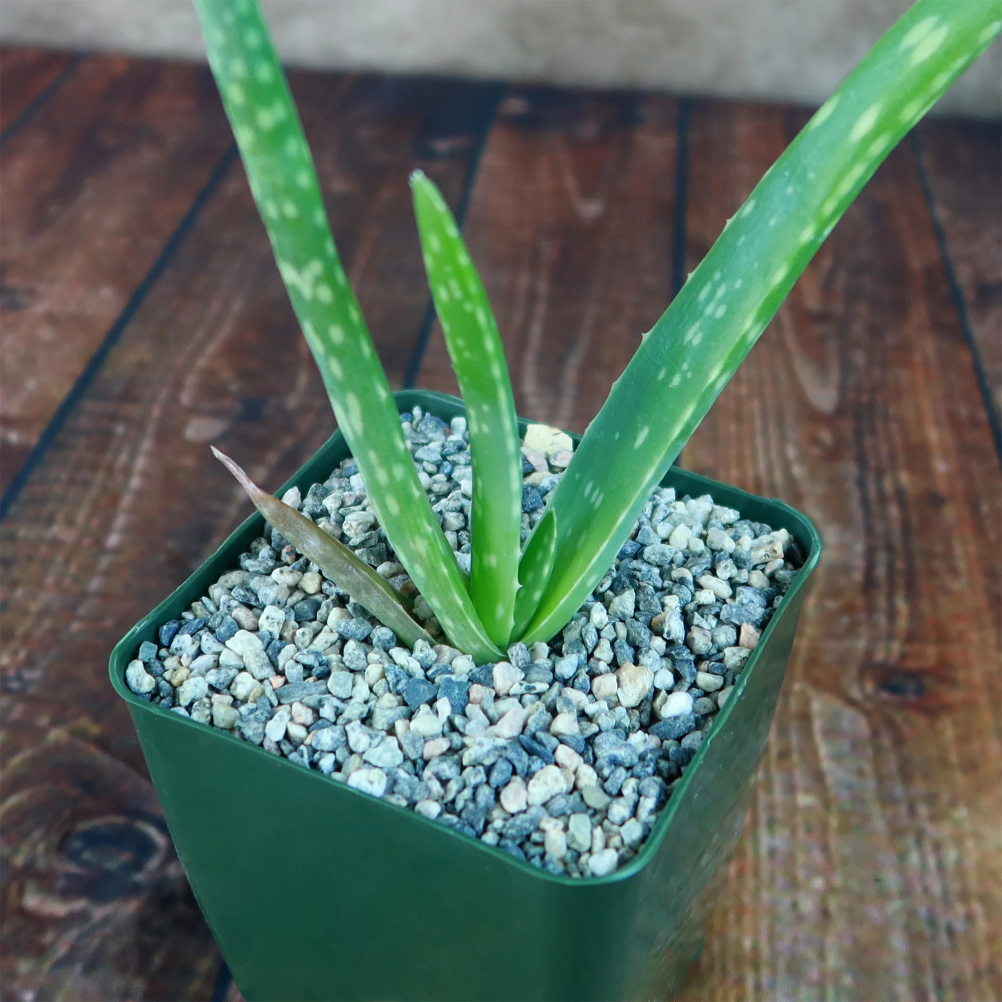 Aloe Vera - Aloe?barbadensis 'miller'