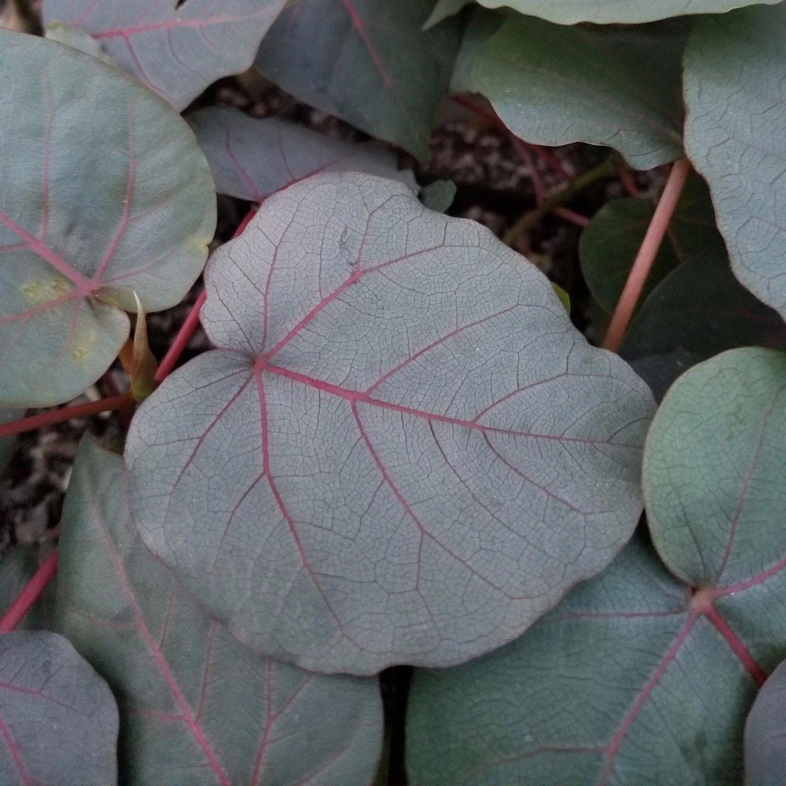 Ficus petiolaris fig rock