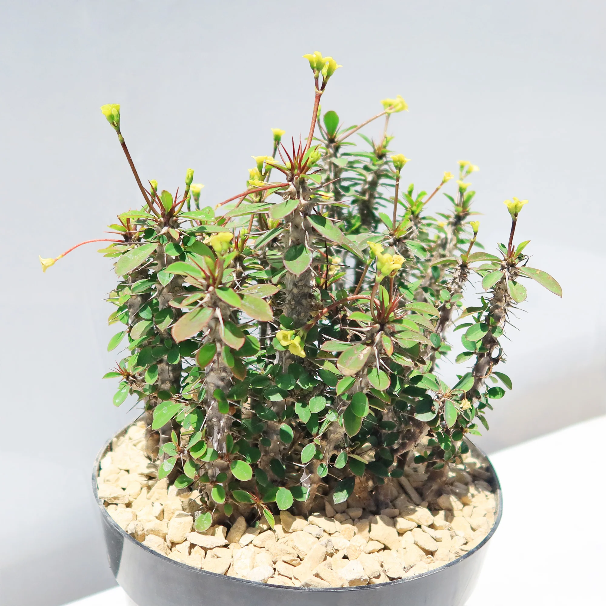 Euphorbia milii Yellow �C Crown of Thorns