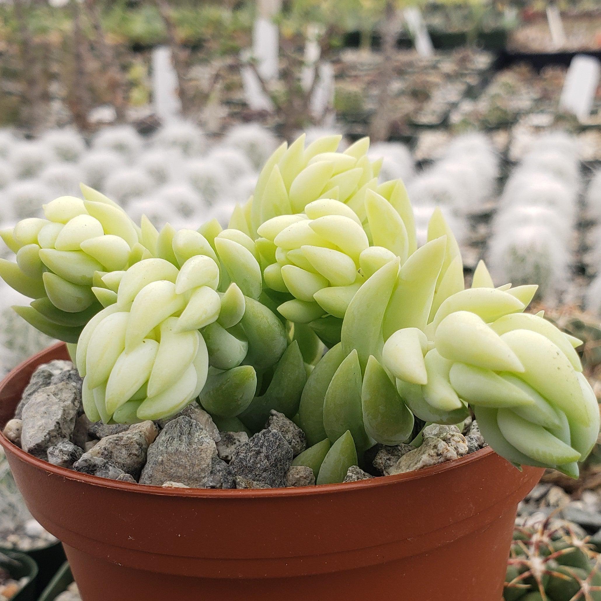 Donkey Tail Plant 'Sedum morganianum'