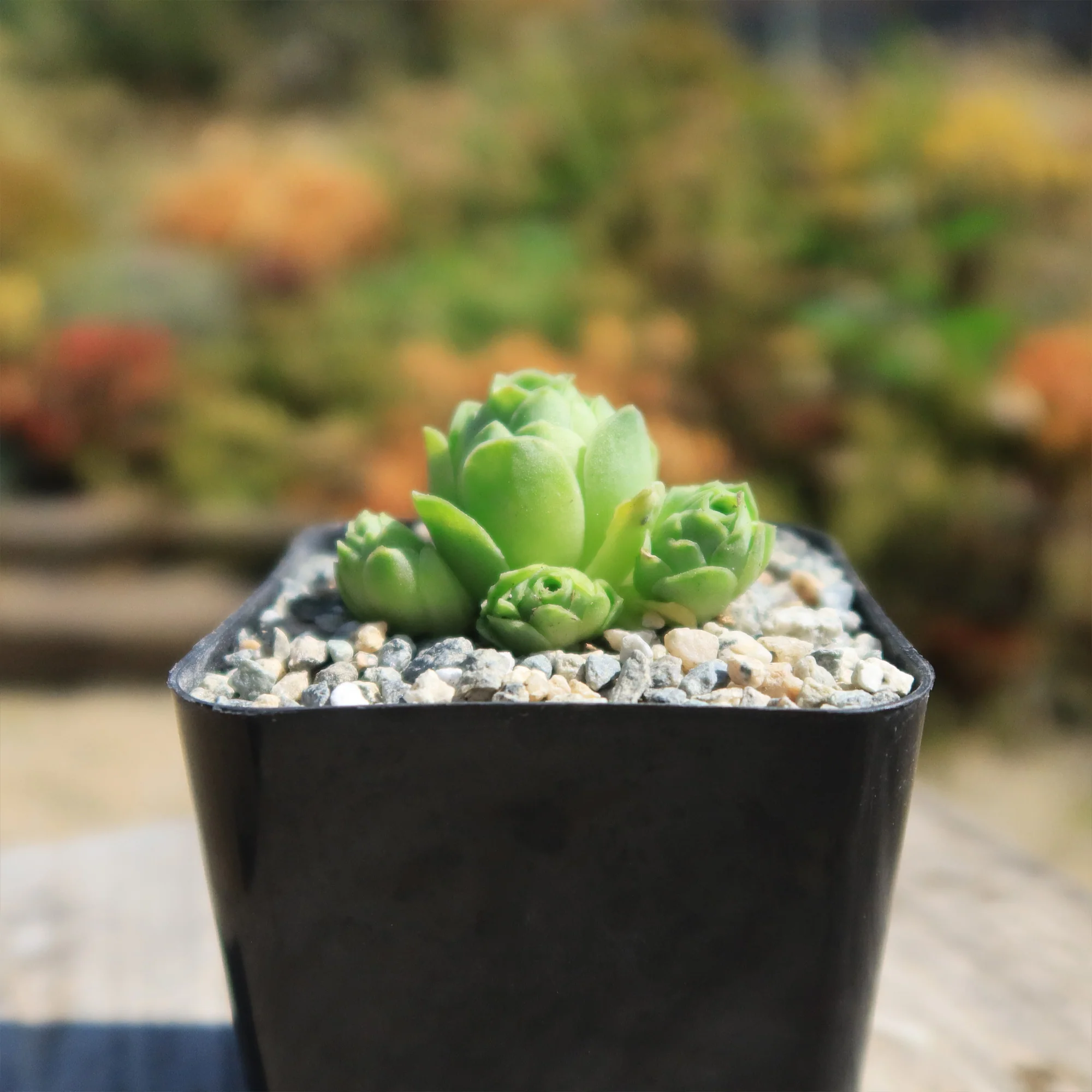 Mountain Rose Succulent ��Aeonium dodrantale�� (Greenovia dodrantalis)