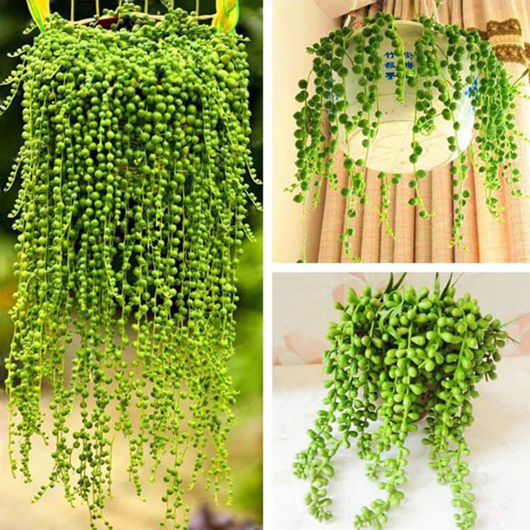 Pearl Chlorophytum Seeds