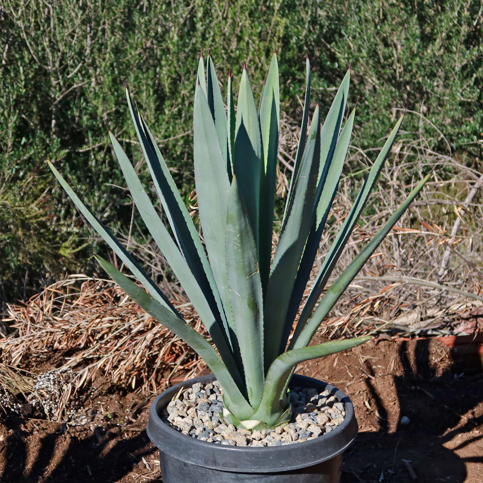 Blue agave - Agave Tequilana 'Tequila Plant'