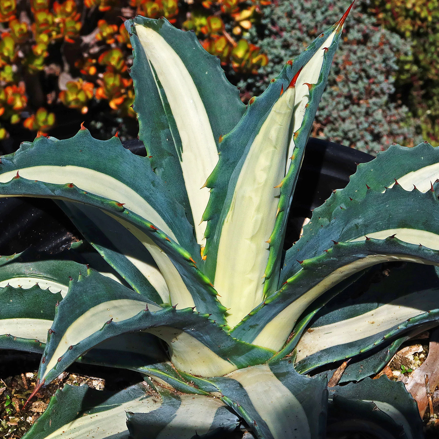 Agave mediopicta alba �C White Striped Century Plant