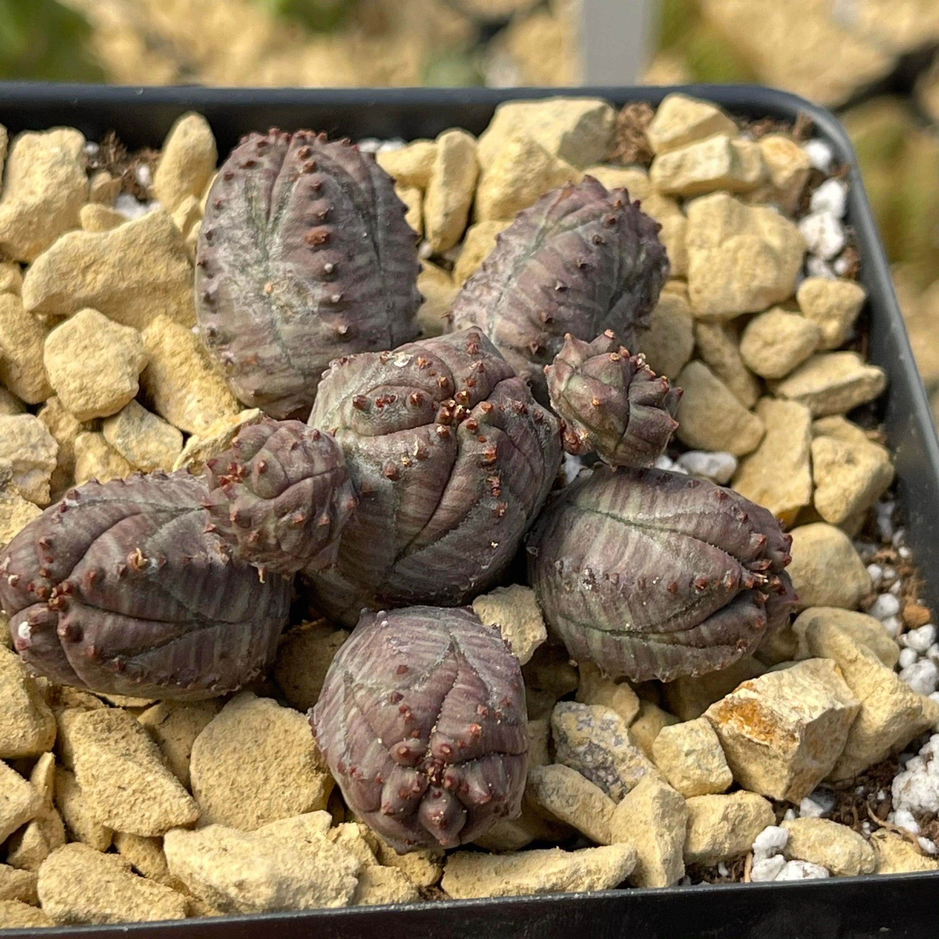 Euphorbia pseudoglobosa