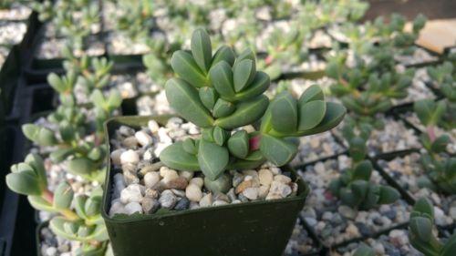 Corpuscularia lehmannii