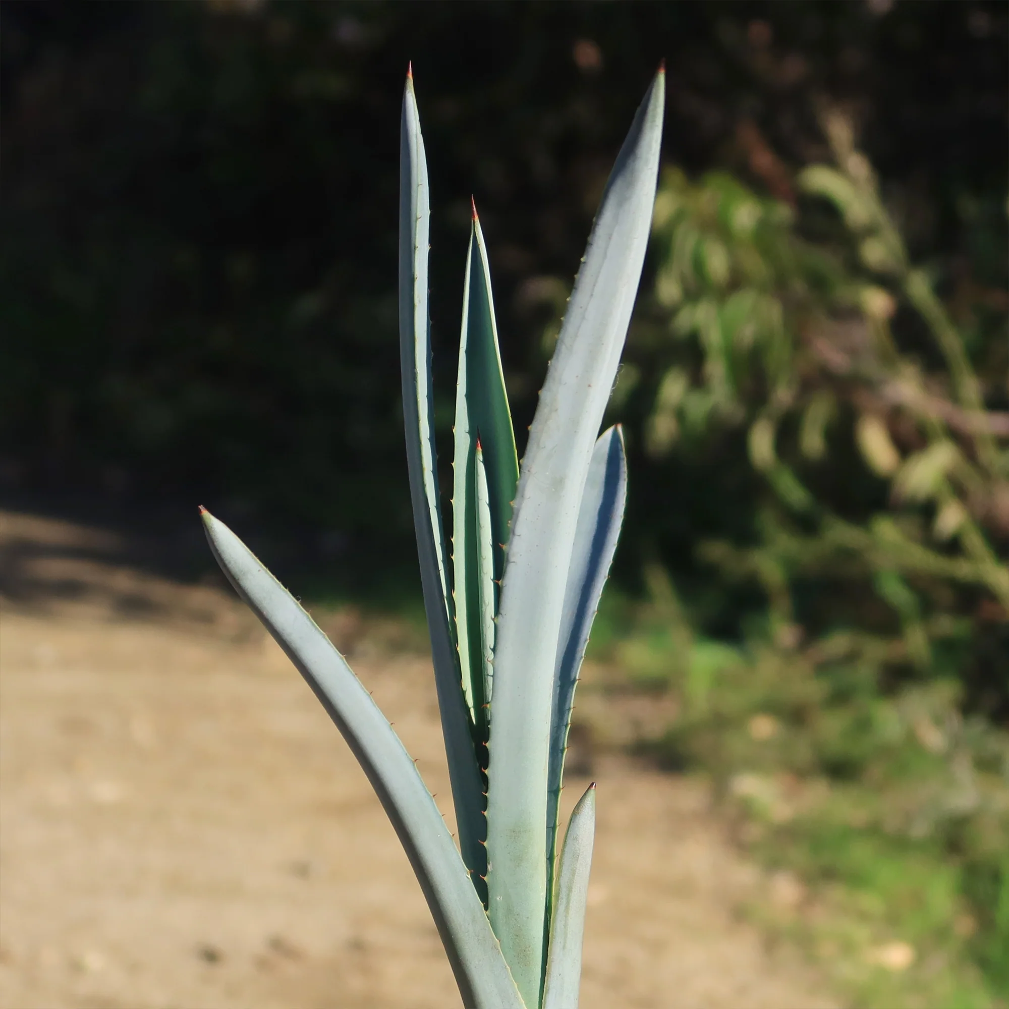 Blue agave - Agave Tequilana 'Tequila Plant'