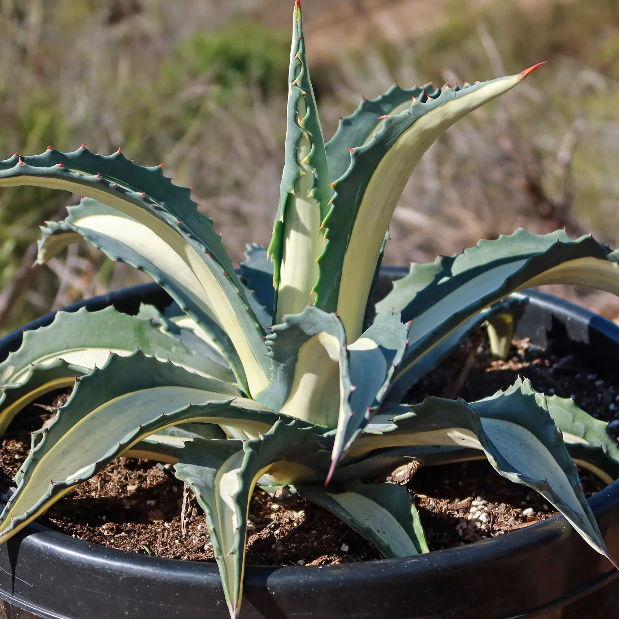 Agave mediopicta alba �C White Striped Century Plant