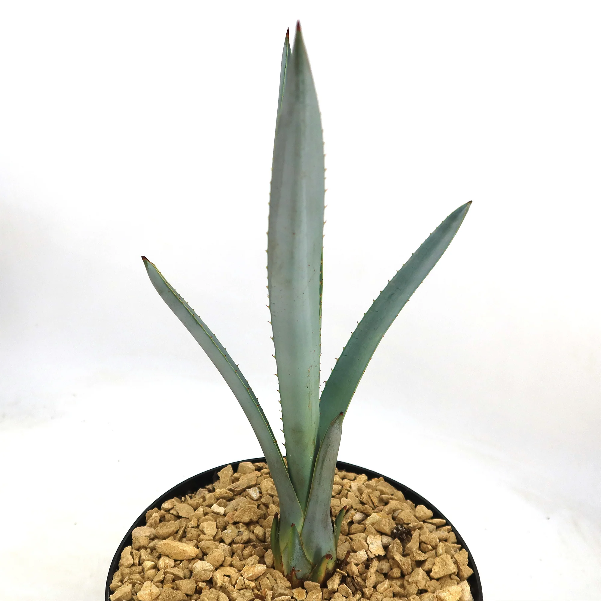 Blue agave - Agave Tequilana 'Tequila Plant'