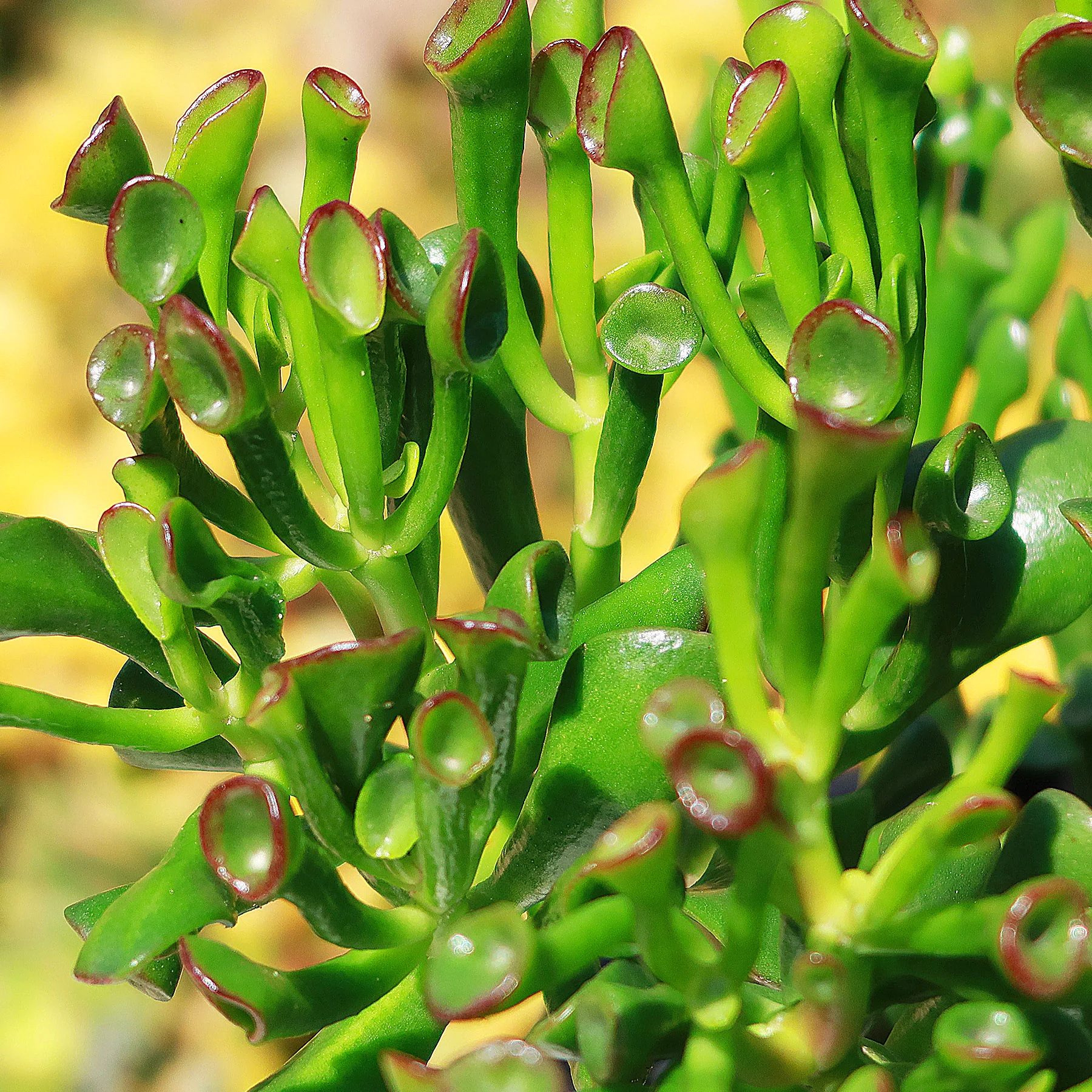 ET Fingers-Shrek Ears 'Crassula ovata Gollum Jade'