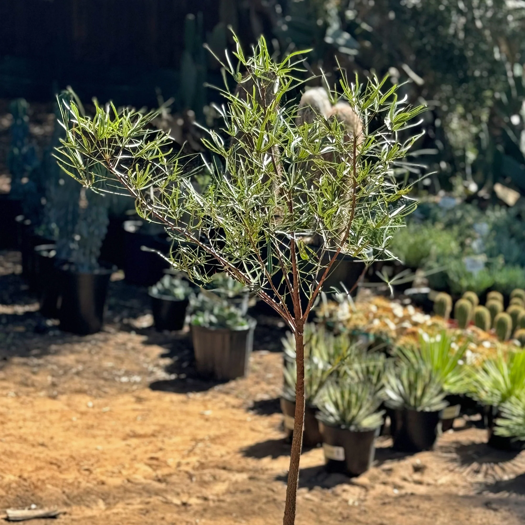 Queensland Bottle Tree 'Brachychiton rupestris'