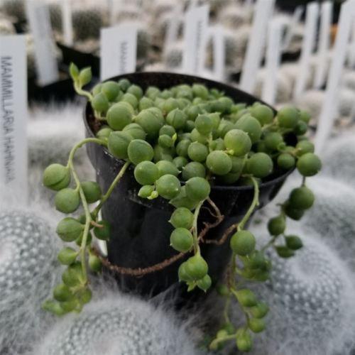 String of Pearls 'Senecio rowleyanus'