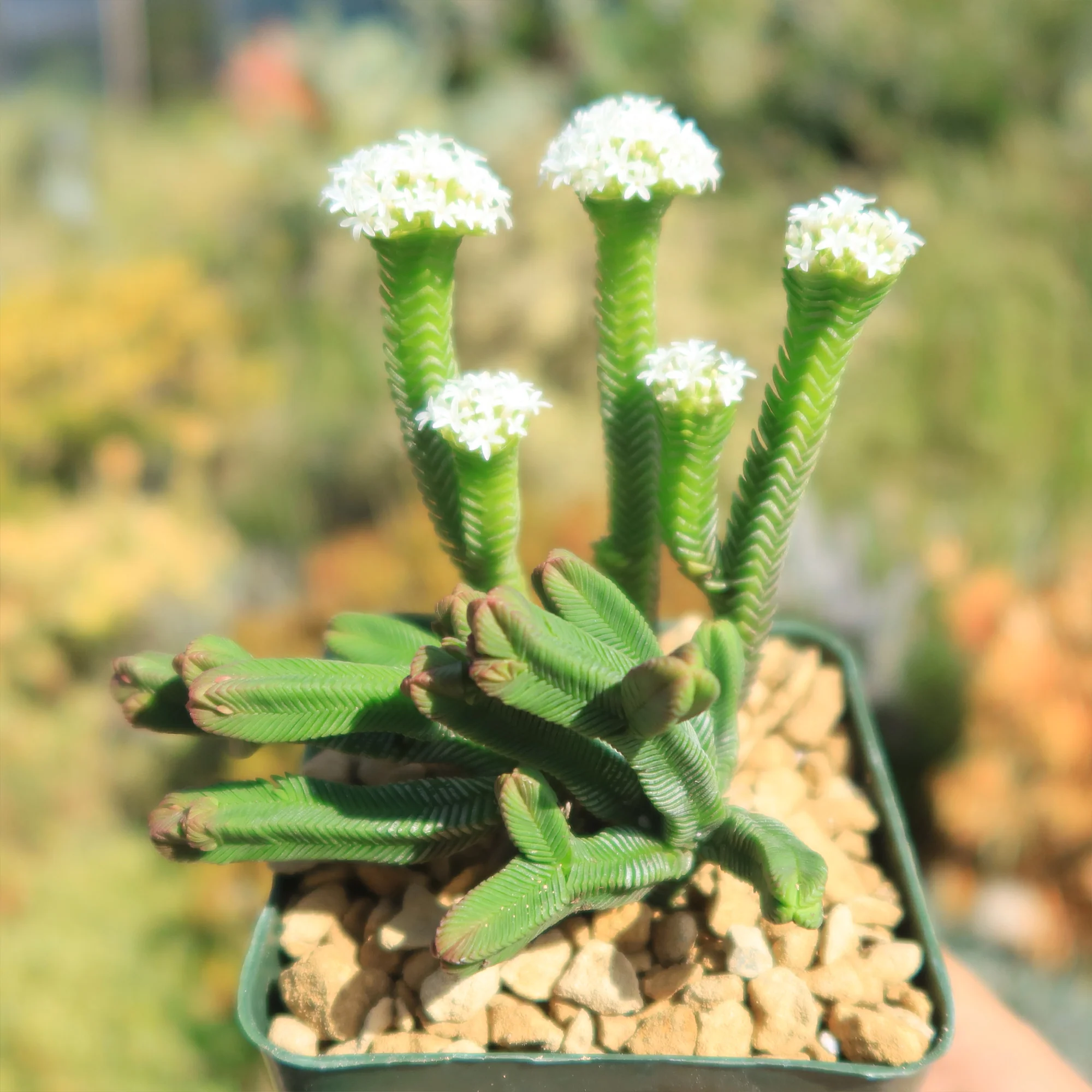 Pagoda Mini Jade ��Crassula pyramidalis��