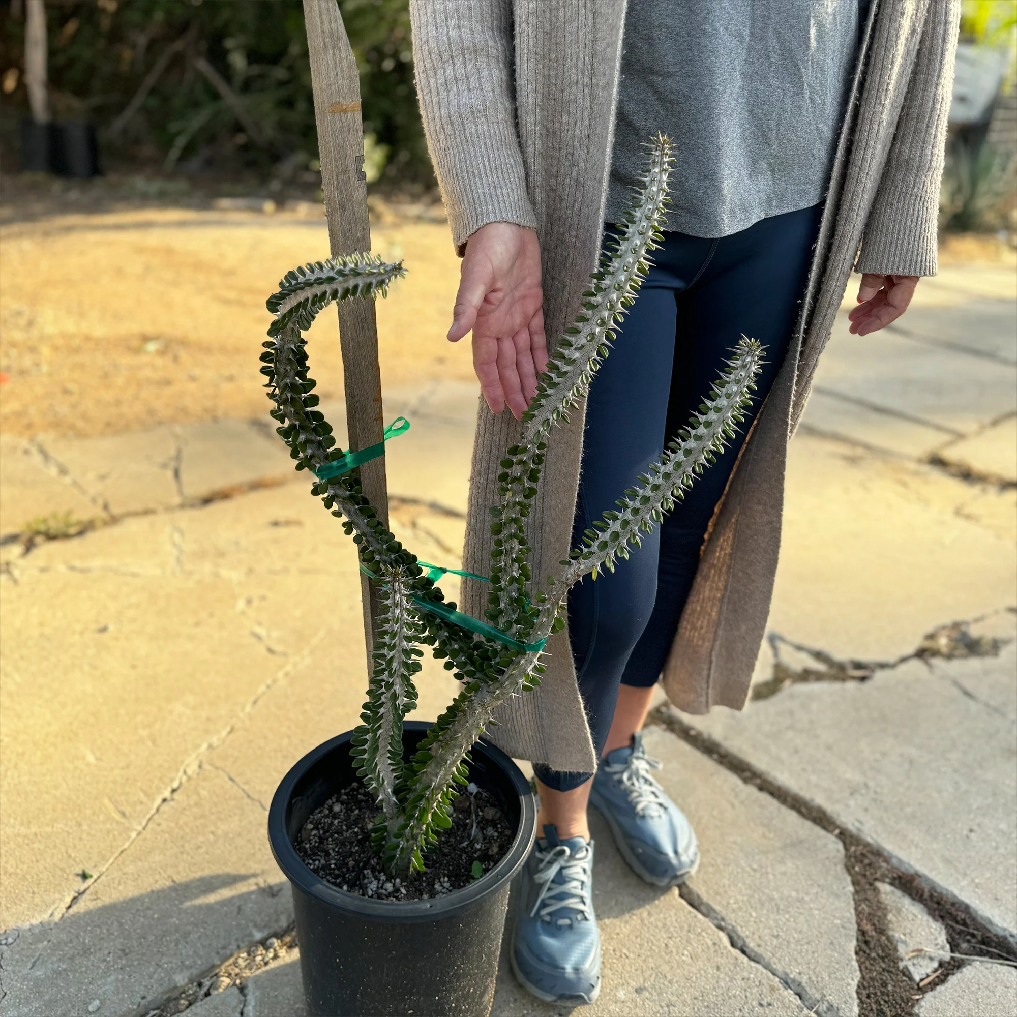 Madagascar ocotillo 'Alluaudia procera'