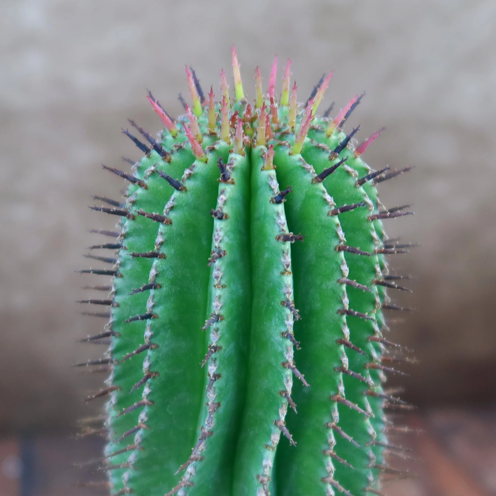 Milk Barrel Cactus ��Euphorbia cereiformis��
