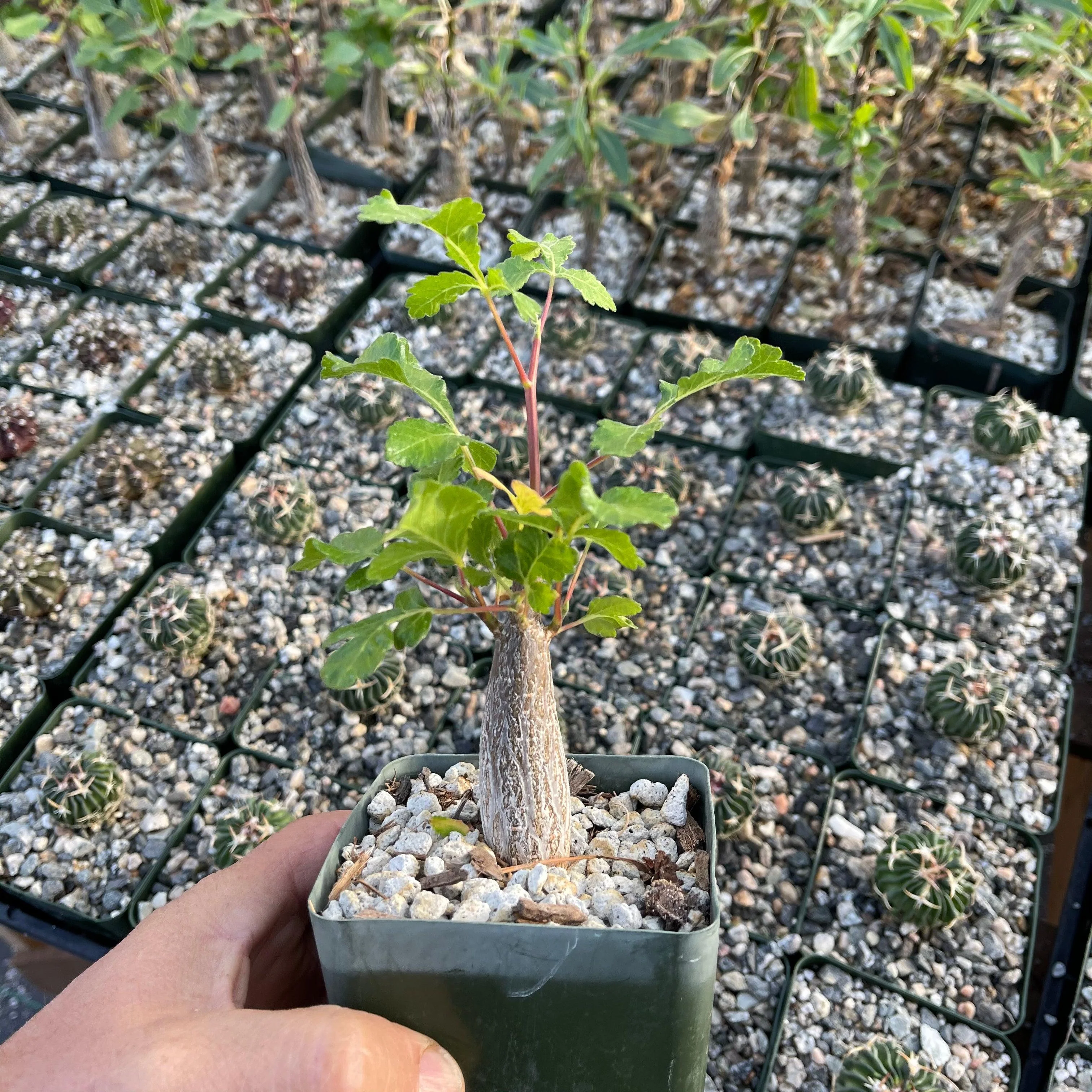 Bursera hindsiana copal