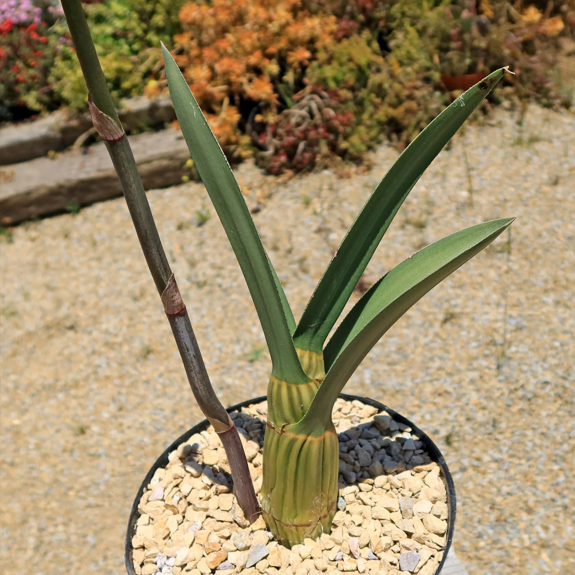 Eulophia petersii Desert Orchid Large