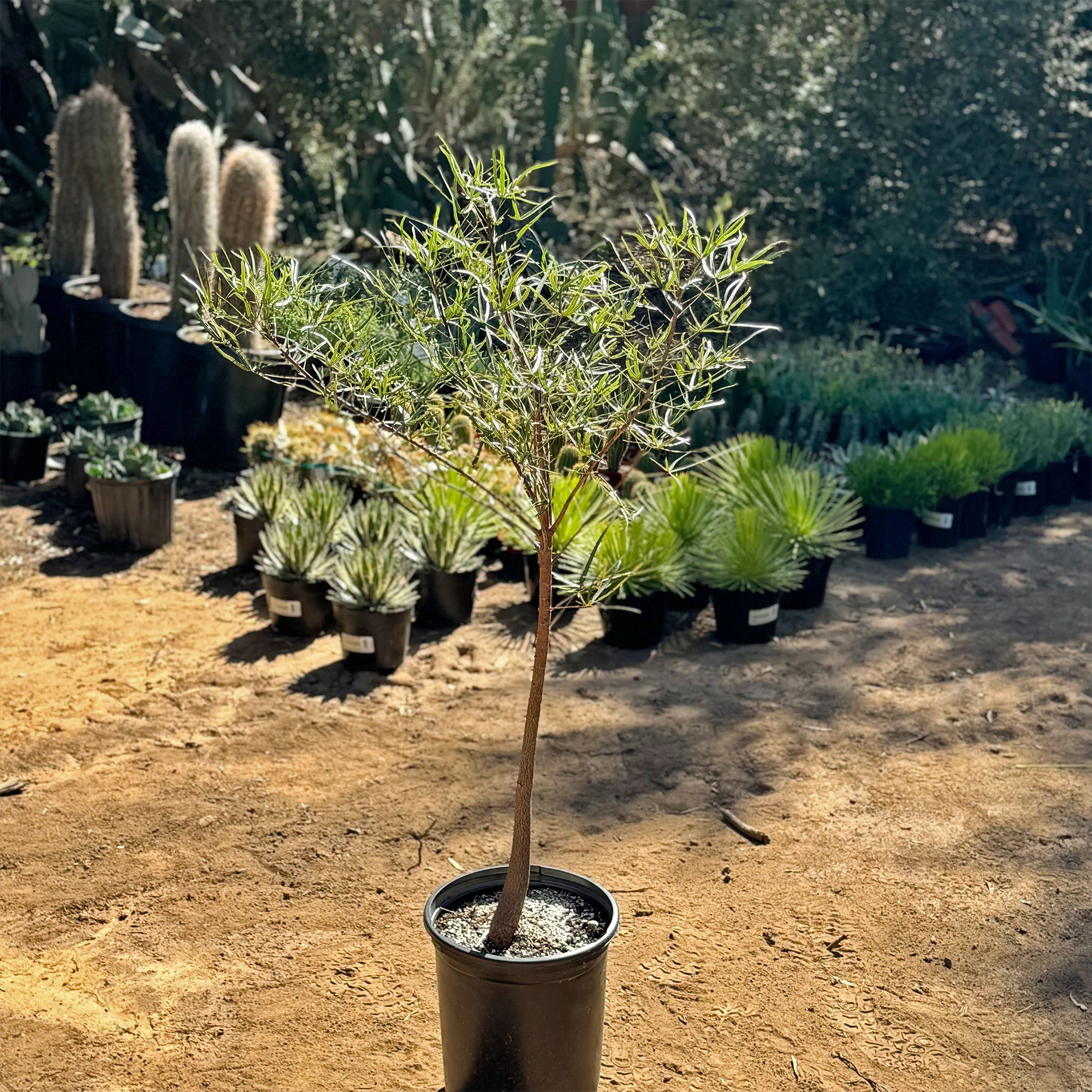 Queensland Bottle Tree 'Brachychiton rupestris'