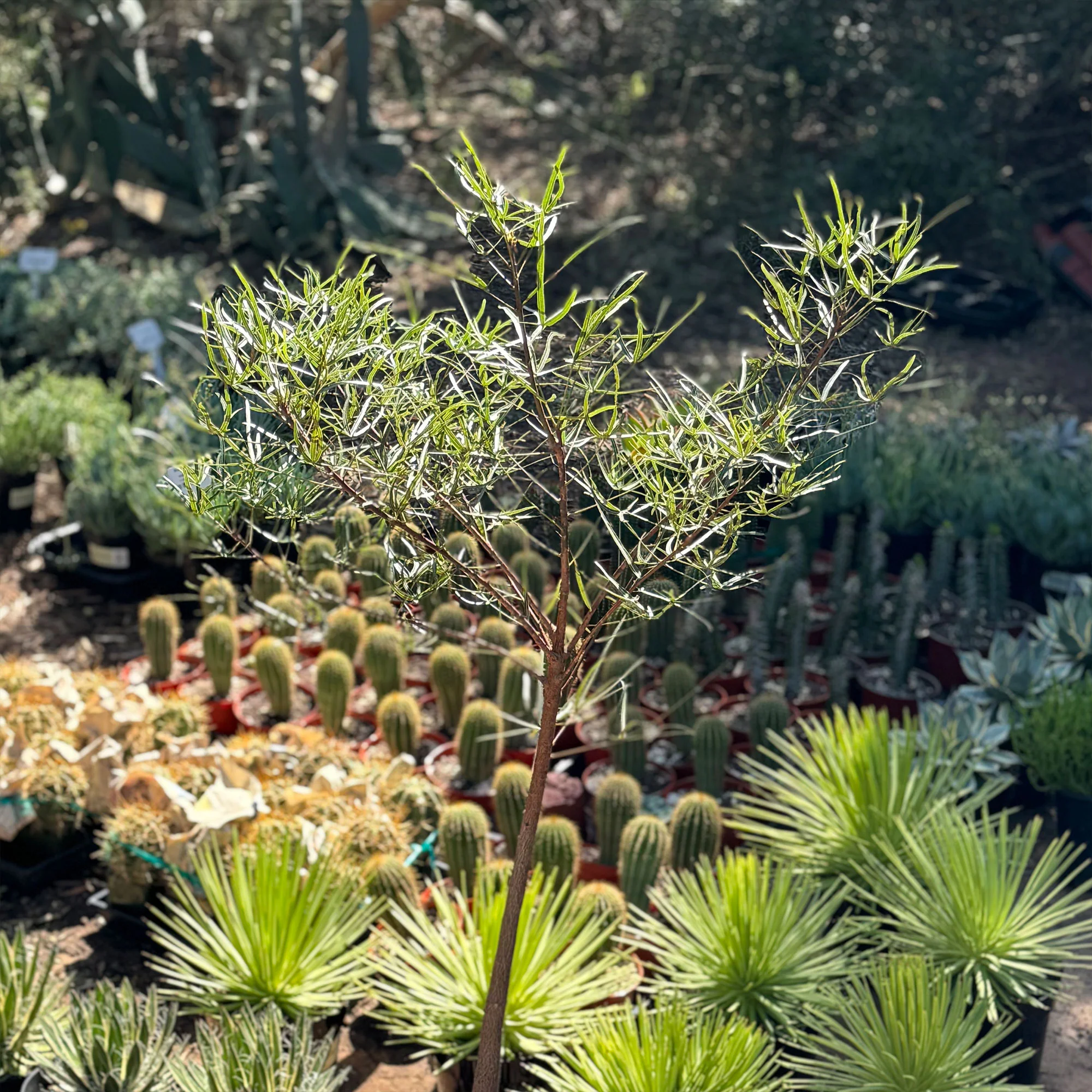 Queensland Bottle Tree 'Brachychiton rupestris'