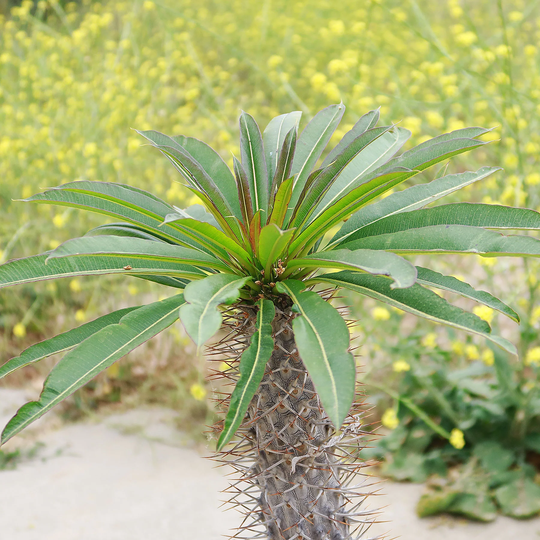 Madagascar Palm Plant - Pachypodium lamerei