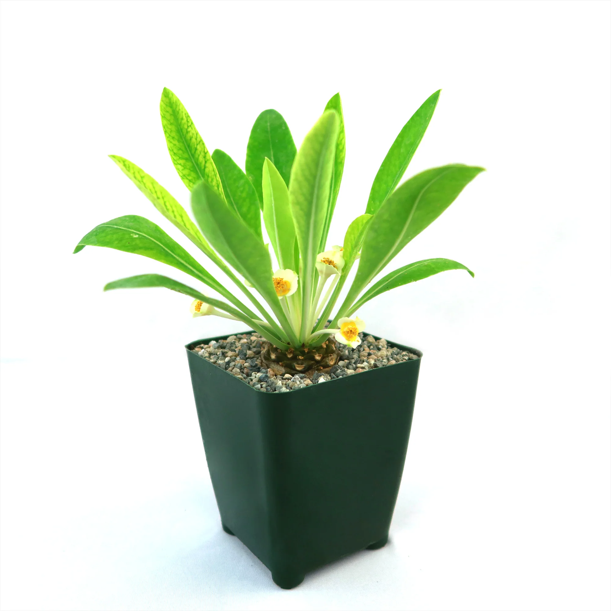 Euphorbia bupleurifolia