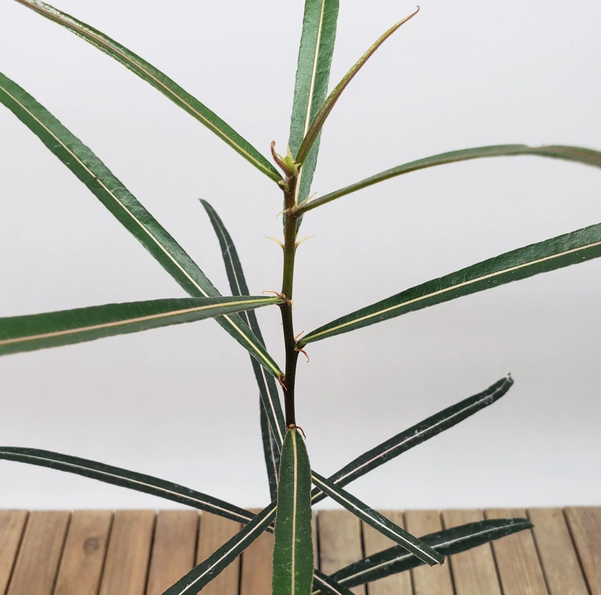 Queensland Bottle Tree 'Brachychiton rupestris'