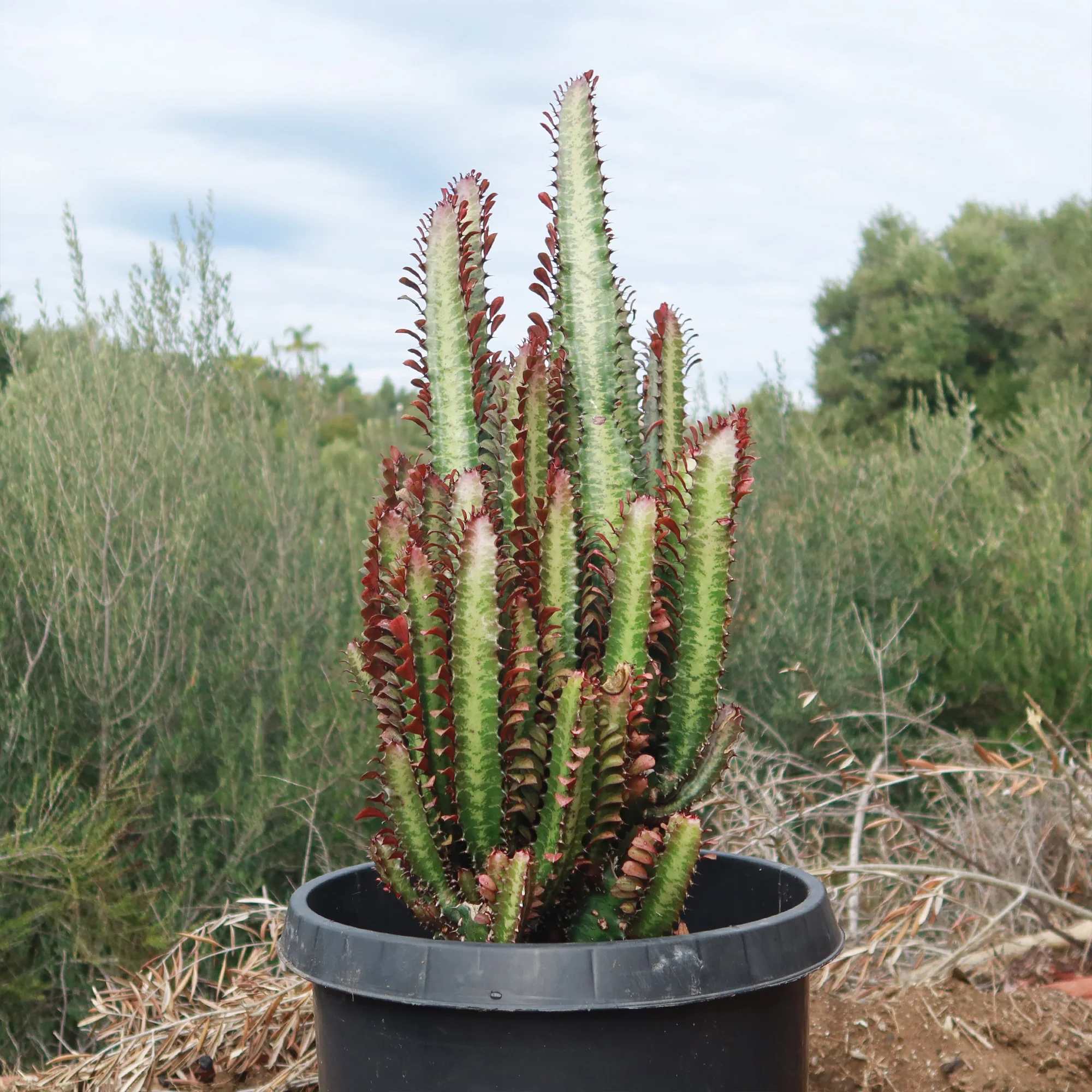 African Milk Tree - Euphorbia trigona 'Rubra'