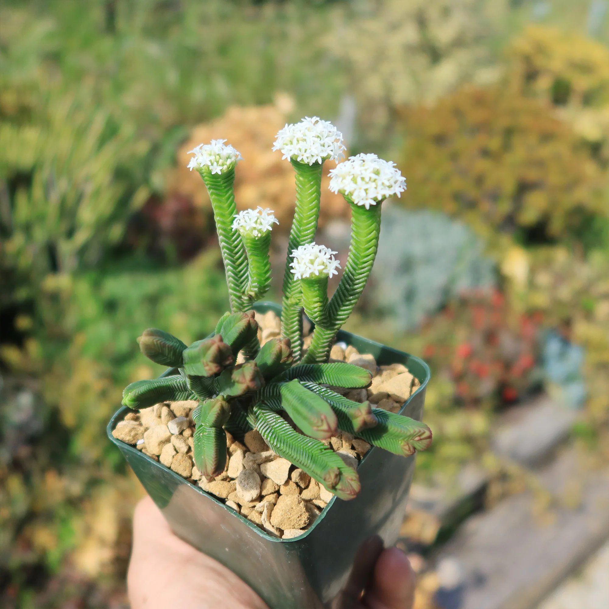 Pagoda Mini Jade ��Crassula pyramidalis��