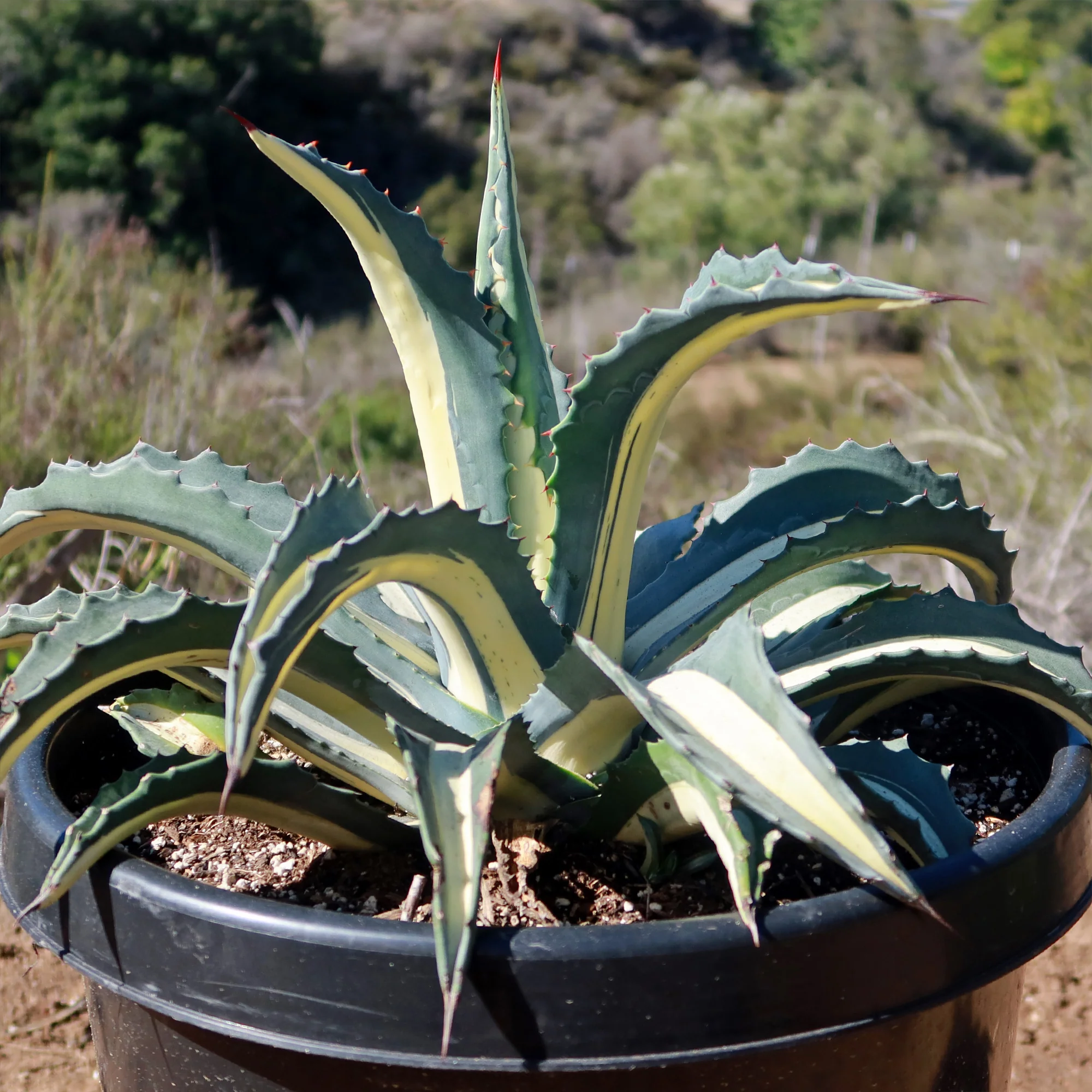 Agave mediopicta alba �C White Striped Century Plant