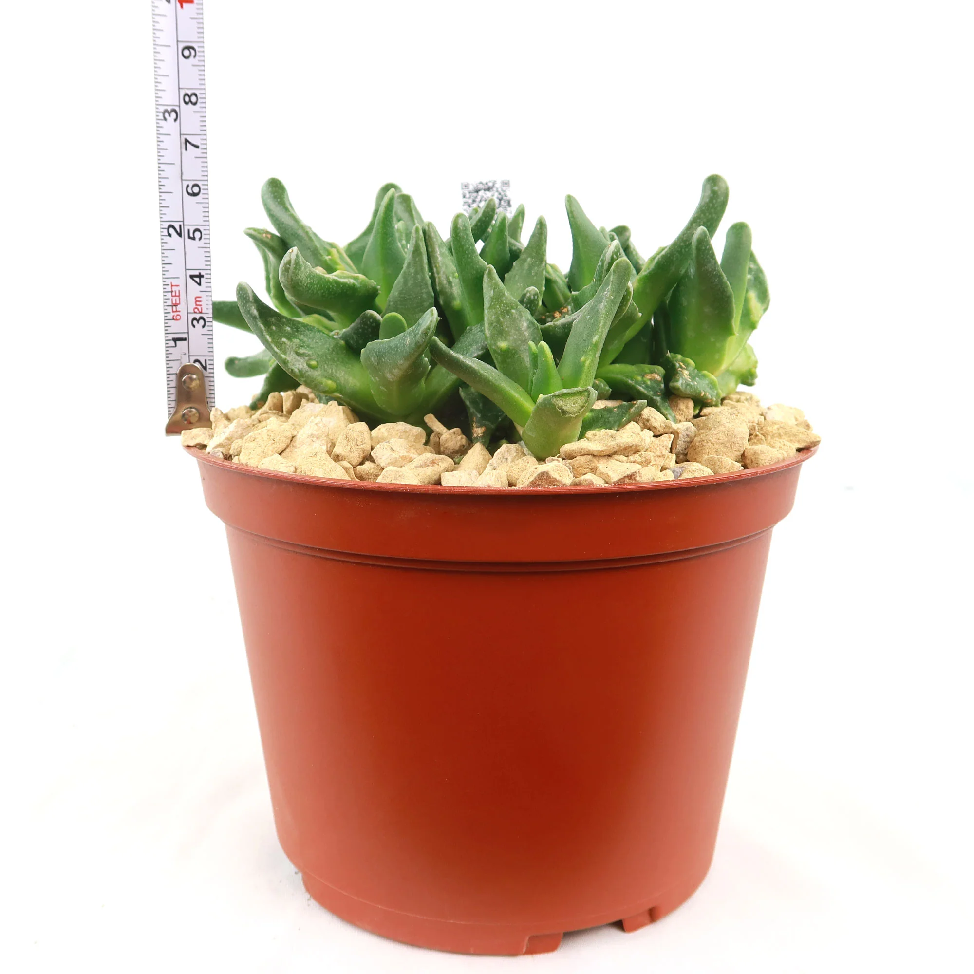 Faucaria tuberculosa soto