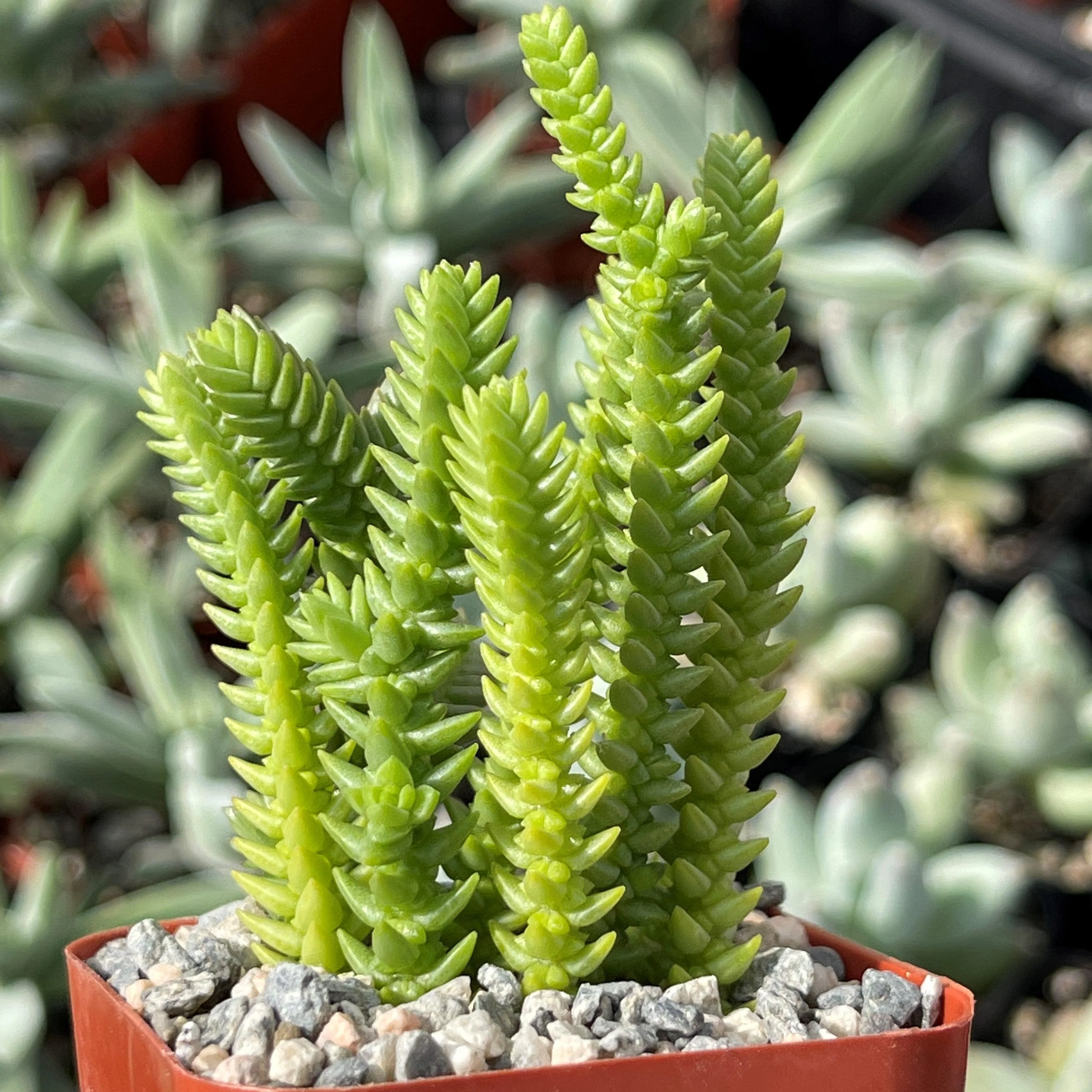 Watch Chain 'Crassula muscosa lycopodioides'