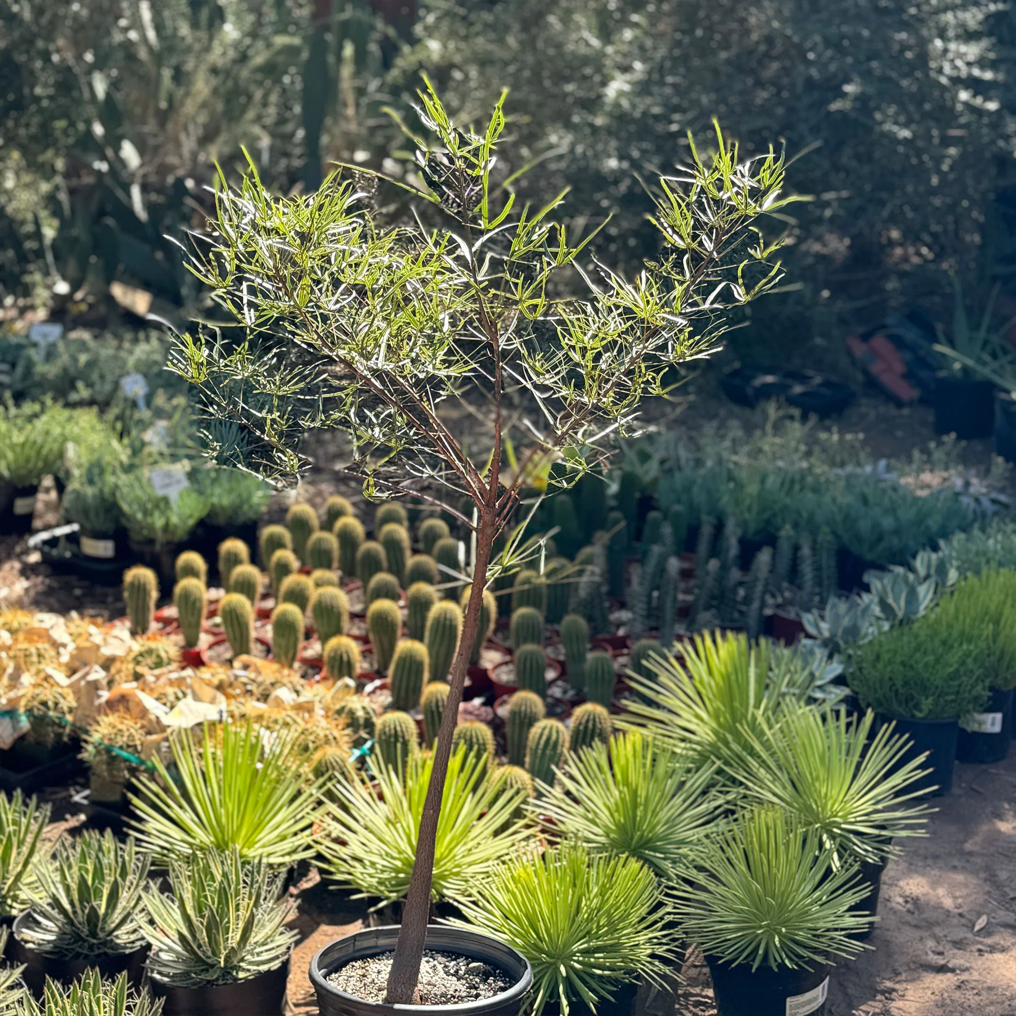 Queensland Bottle Tree 'Brachychiton rupestris'