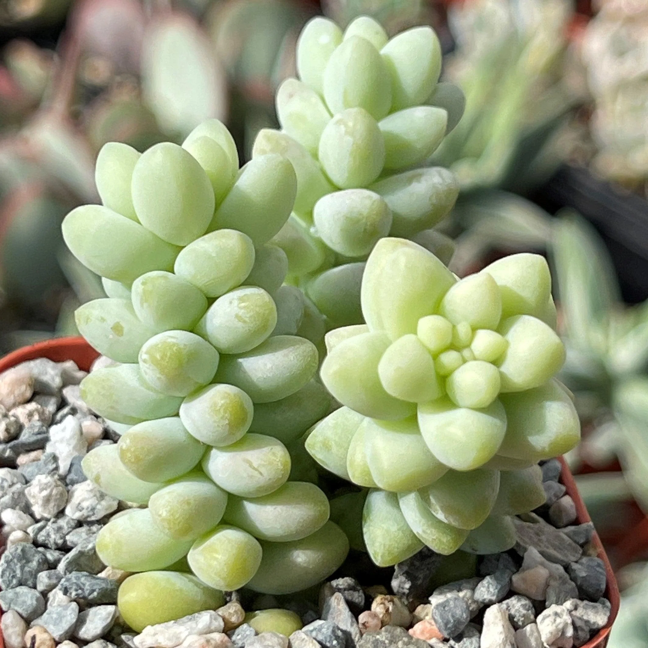 Burro��s Tail Succulent - Sedum morganianum ��Burrito��