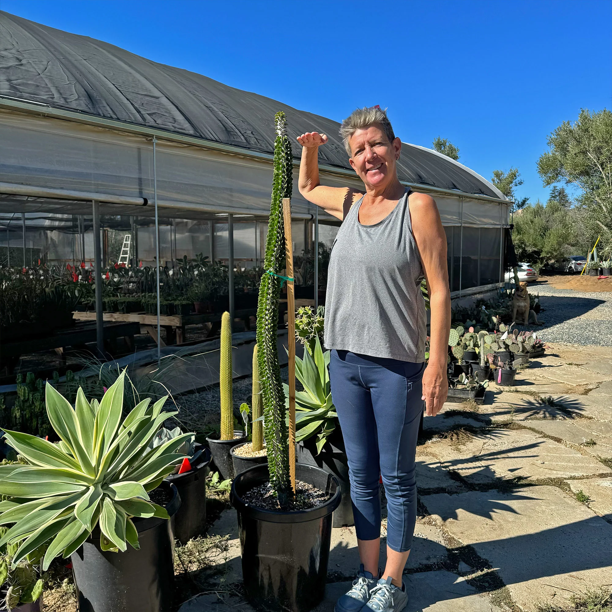 Madagascar ocotillo 'Alluaudia procera'