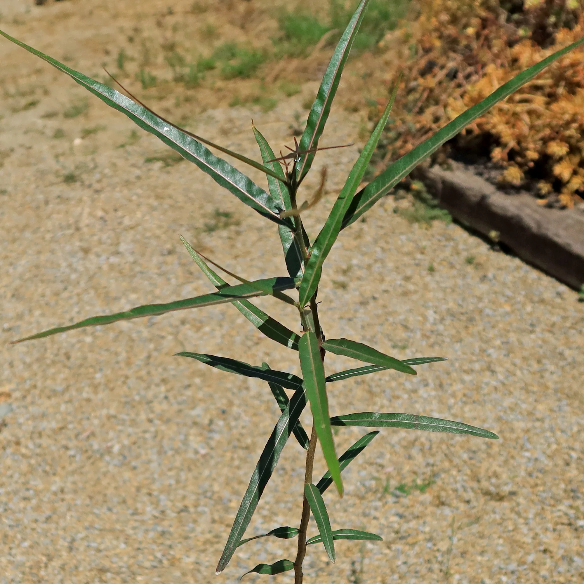 Queensland Bottle Tree 'Brachychiton rupestris'