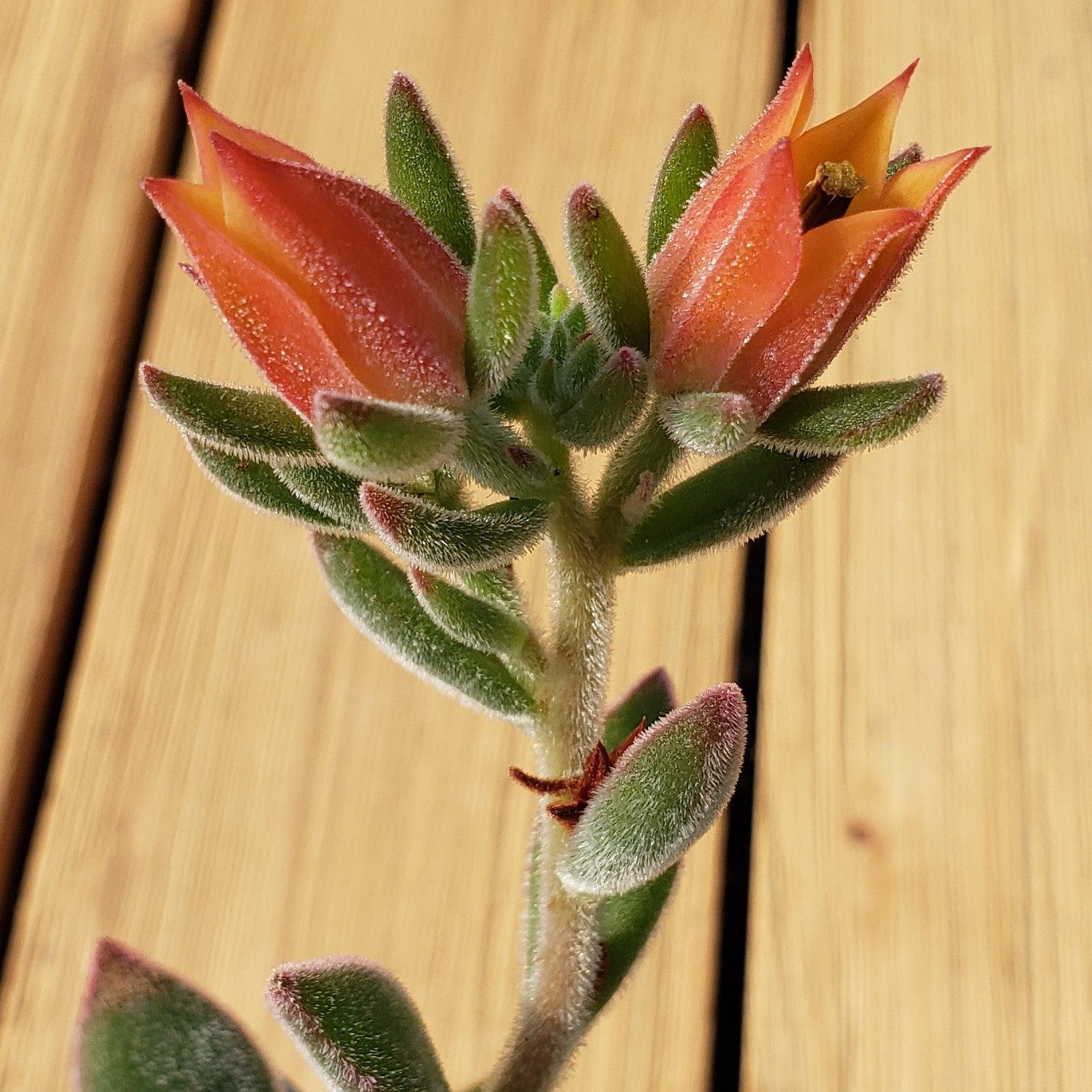 Ruby Slipper Succulent ��Echeveria harmsii��