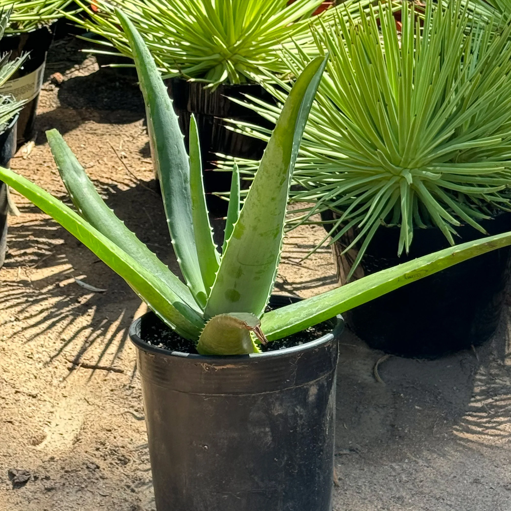 Aloe Vera - Aloe?barbadensis 'miller'