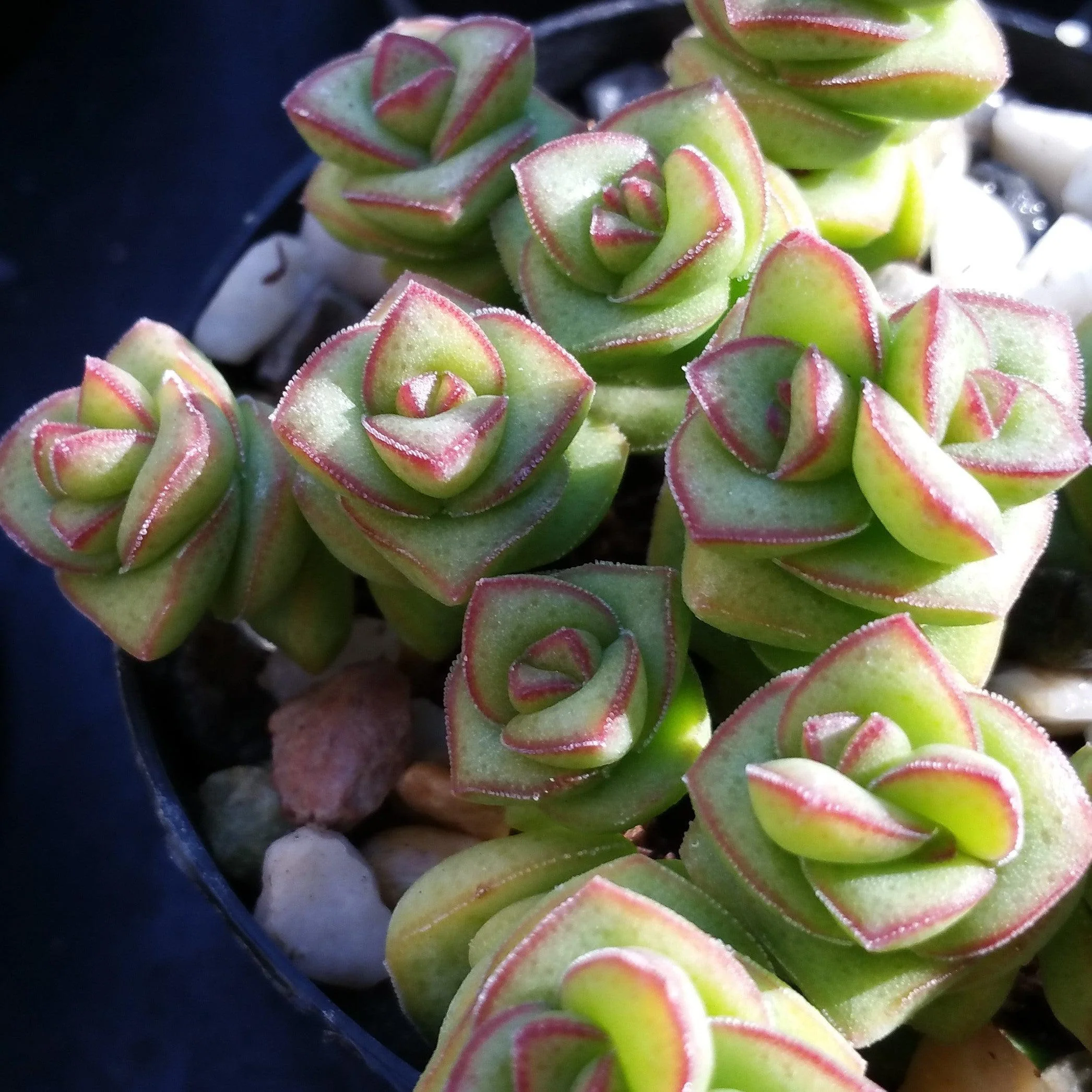 String of Buttons 'Crassula Perforata'