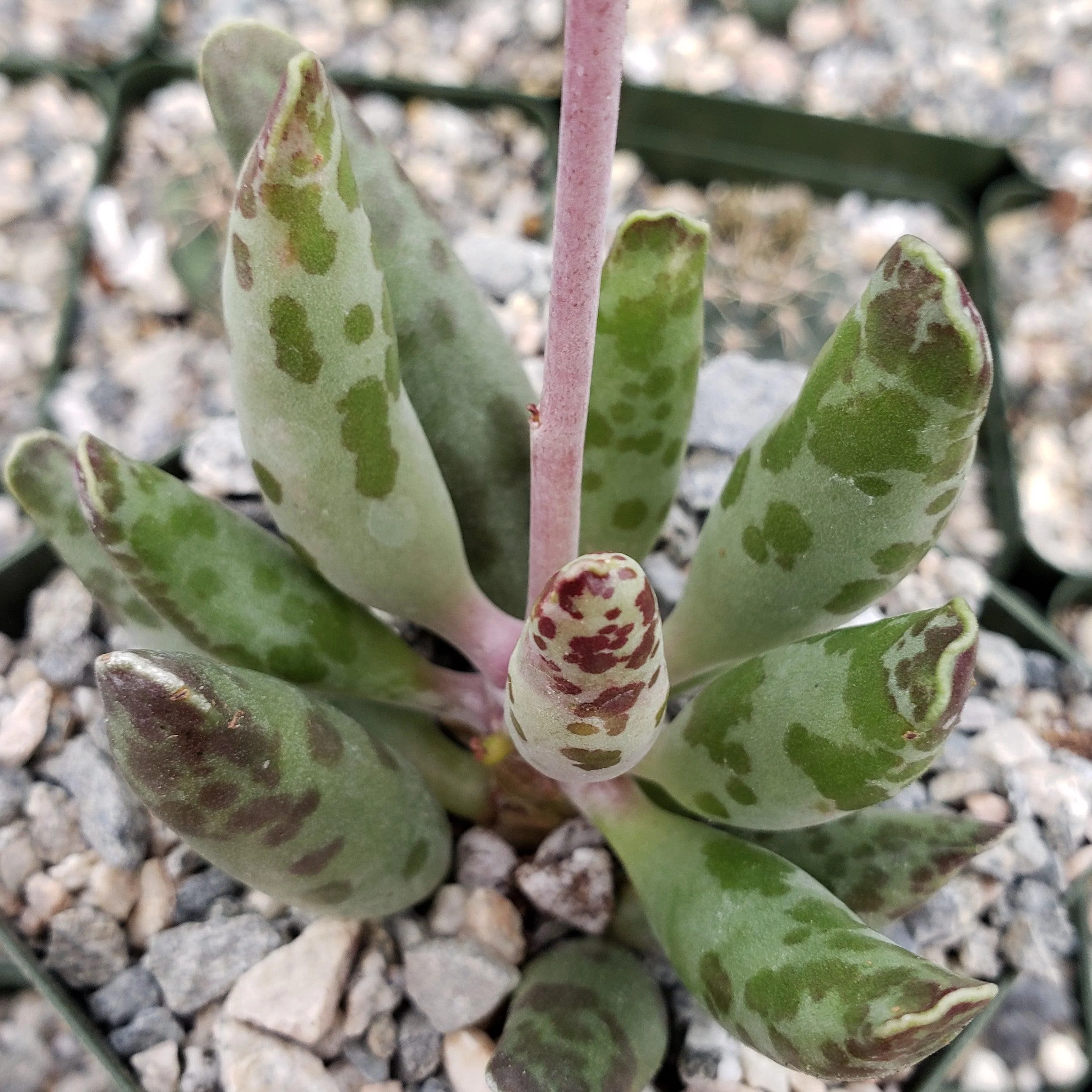 Adromischus festivus