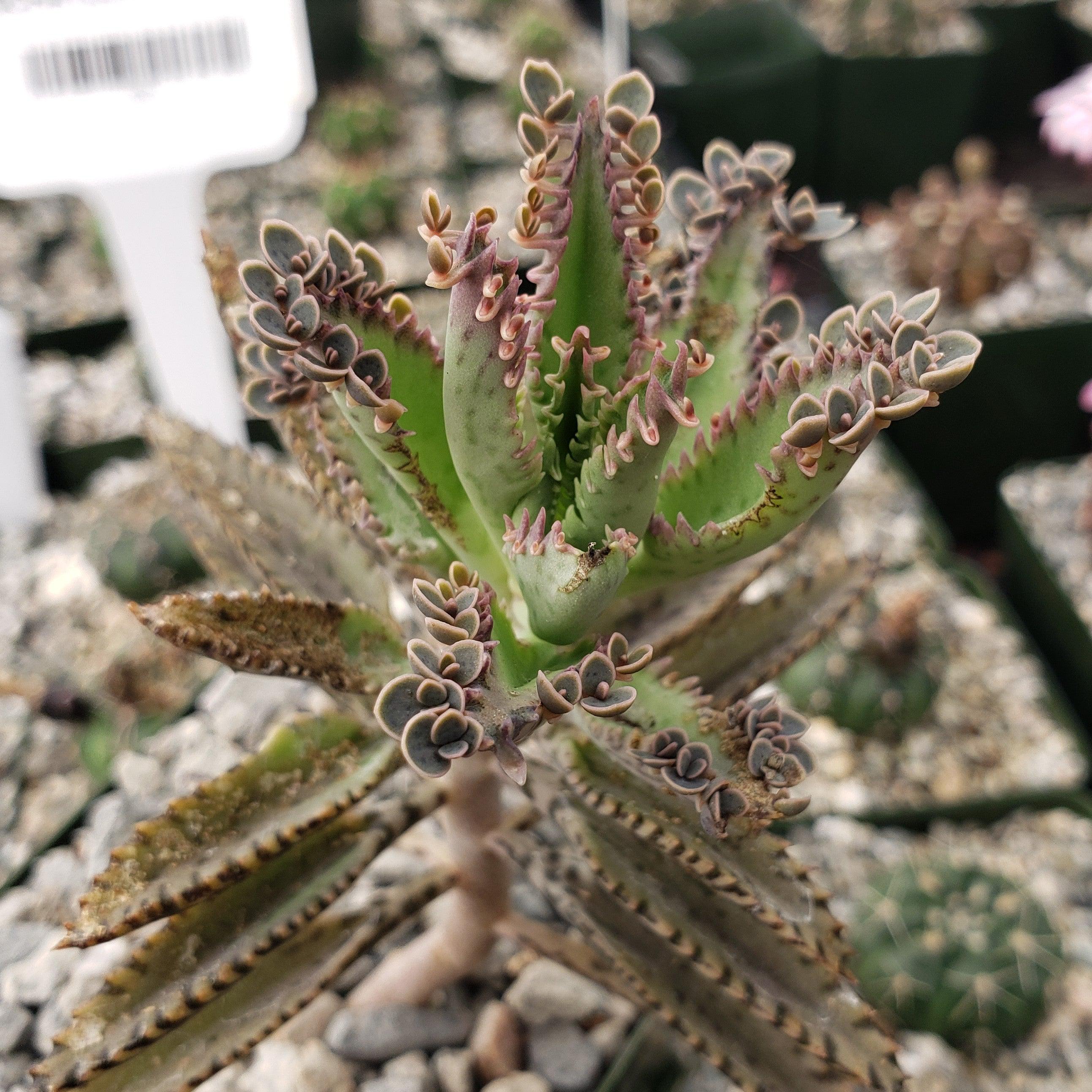 Hybrid Mother of Millions ��Kalanchoe houghtonii��