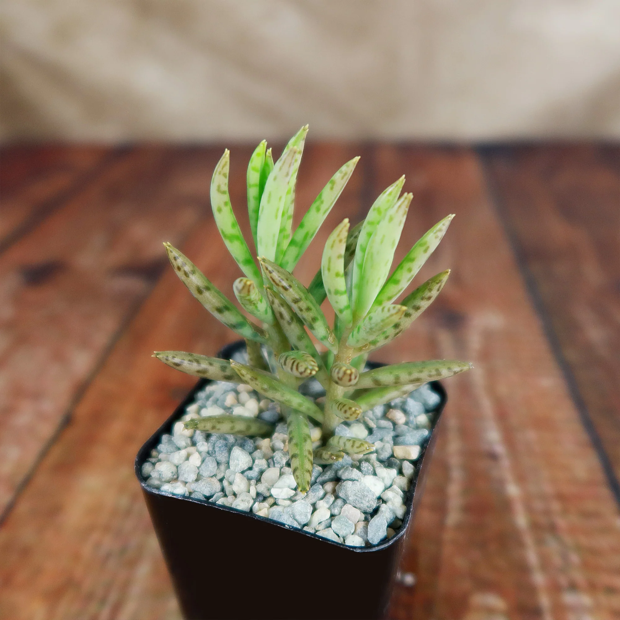 Mother of Millions 'Kalanchoe delagoensis'