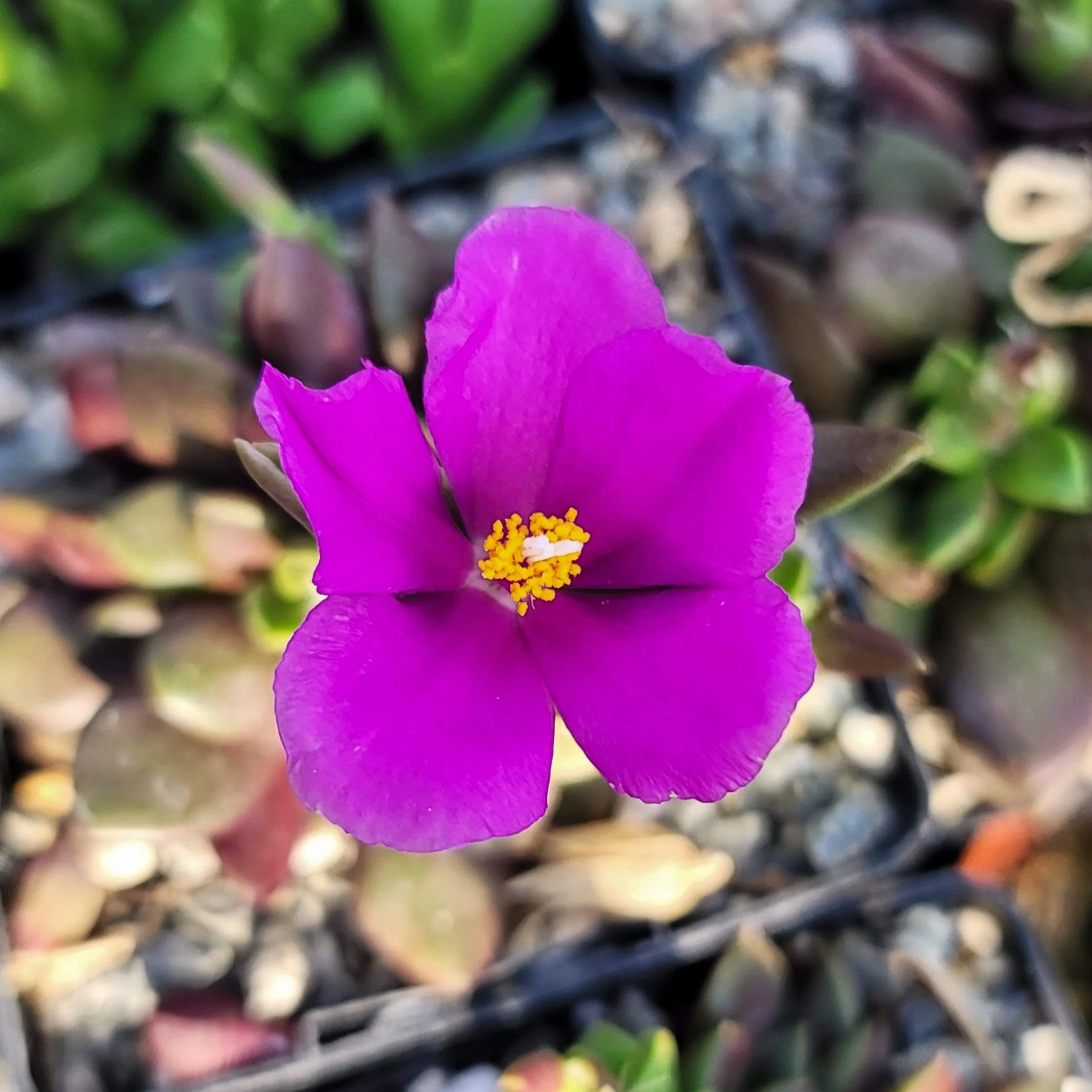 'Sand Rose Succulent - Anacampseros rufescens'