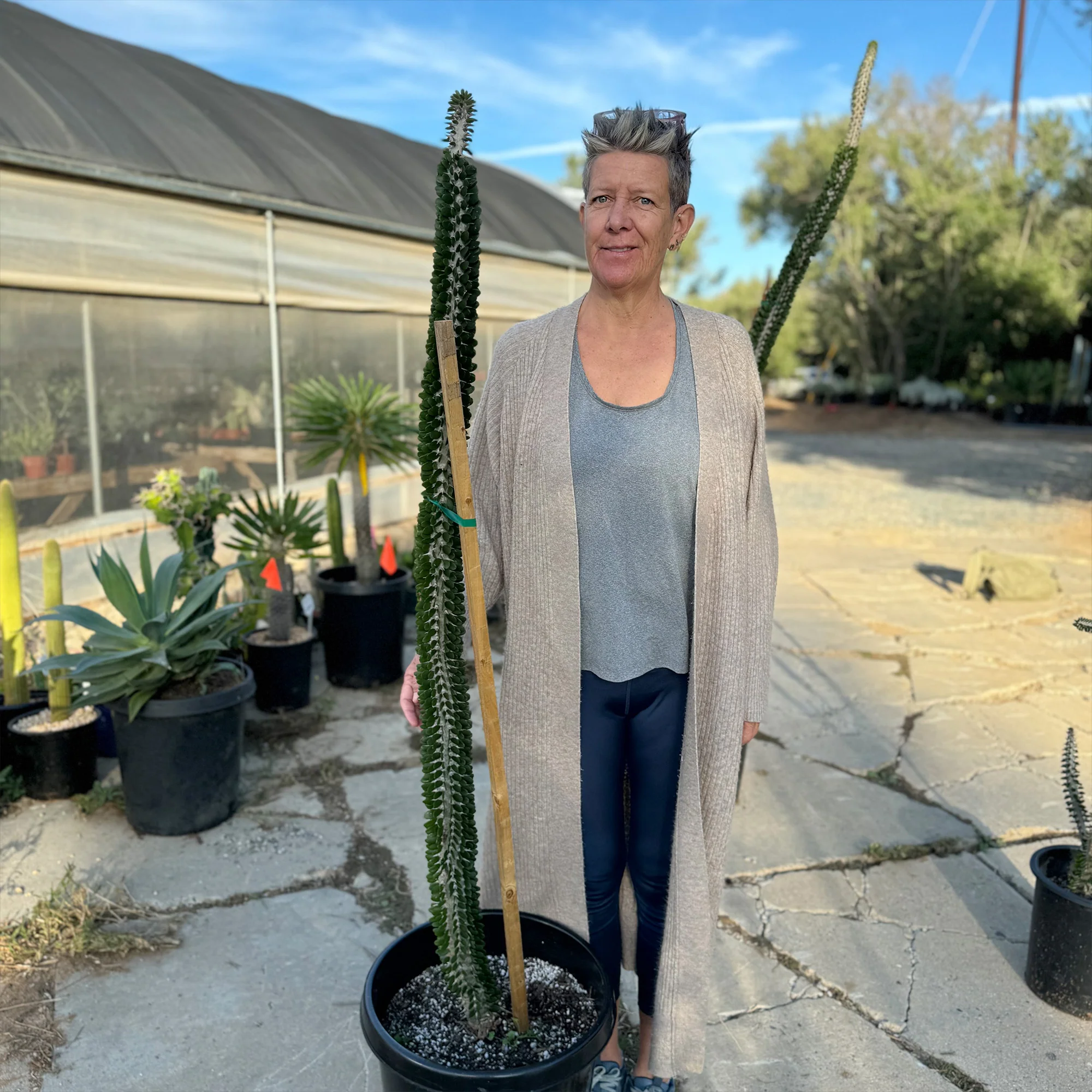 Madagascar ocotillo 'Alluaudia procera'