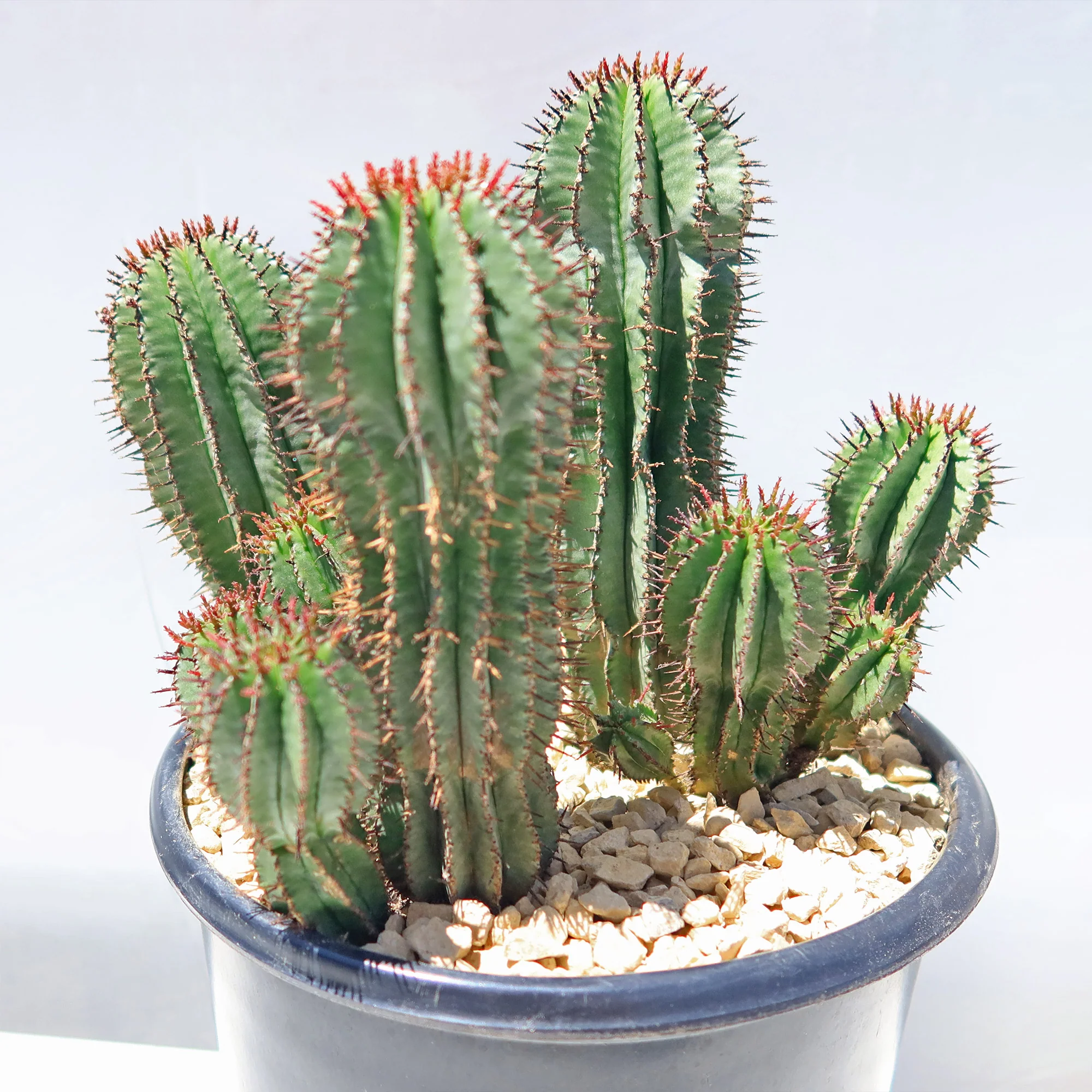 Milk Barrel Cactus ��Euphorbia cereiformis��